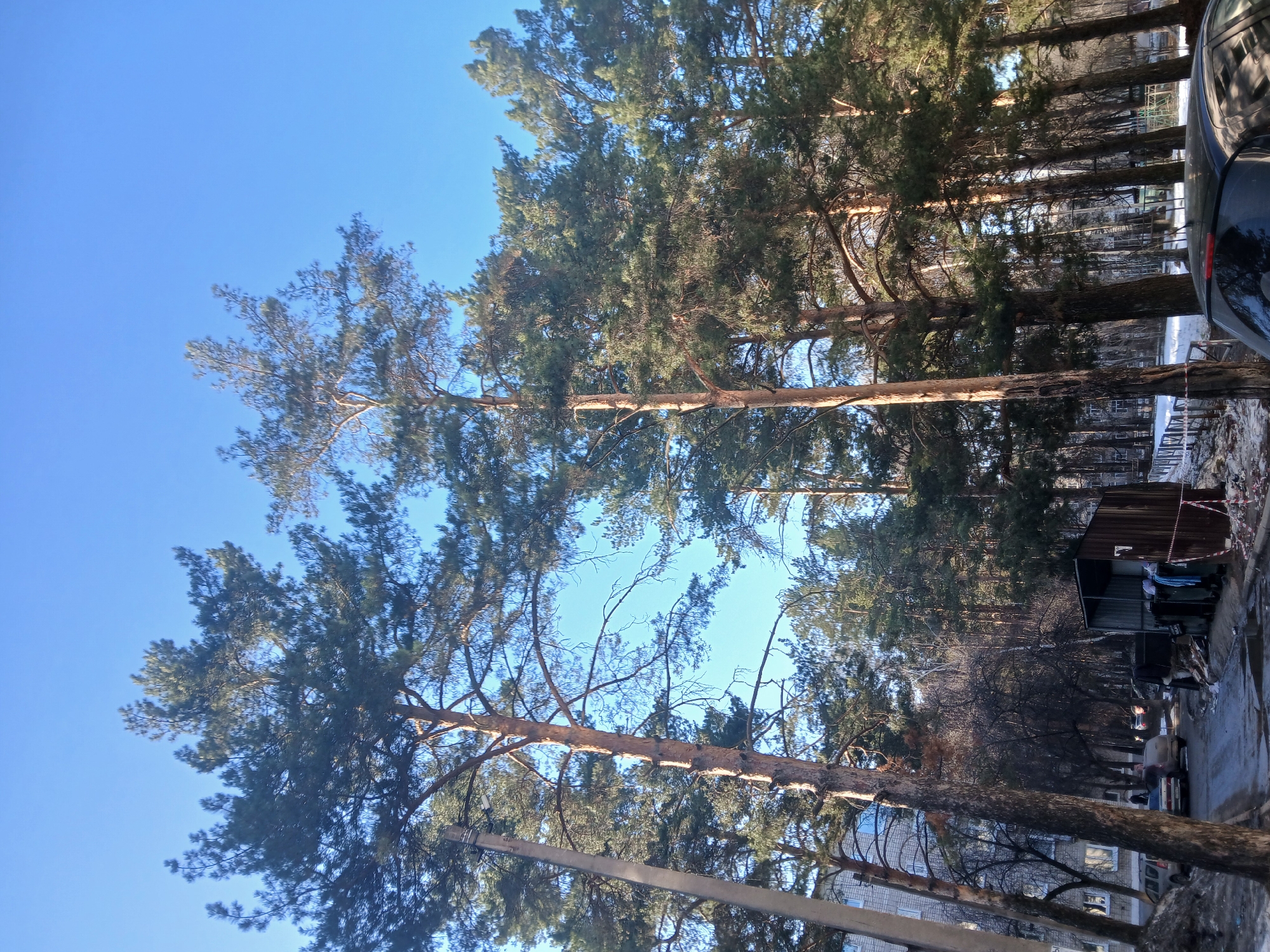 The image shows a street in Chaikovsky, Russia, with tall pine trees lining the road. The sky is clear and blue. The trees are bare at the bottom, with green foliage at the top. On the right side of the image, there is a glimpse of a dark-colored car, a shed, and a narrow walkway. There are hints of snow and ice on the ground, suggesting a cold climate. A multi-story building is visible in the background. The trees appear to be a part of a park or green space adjacent to the street. There are no people visible in the immediate foreground. The image is taken at an upward angle.
