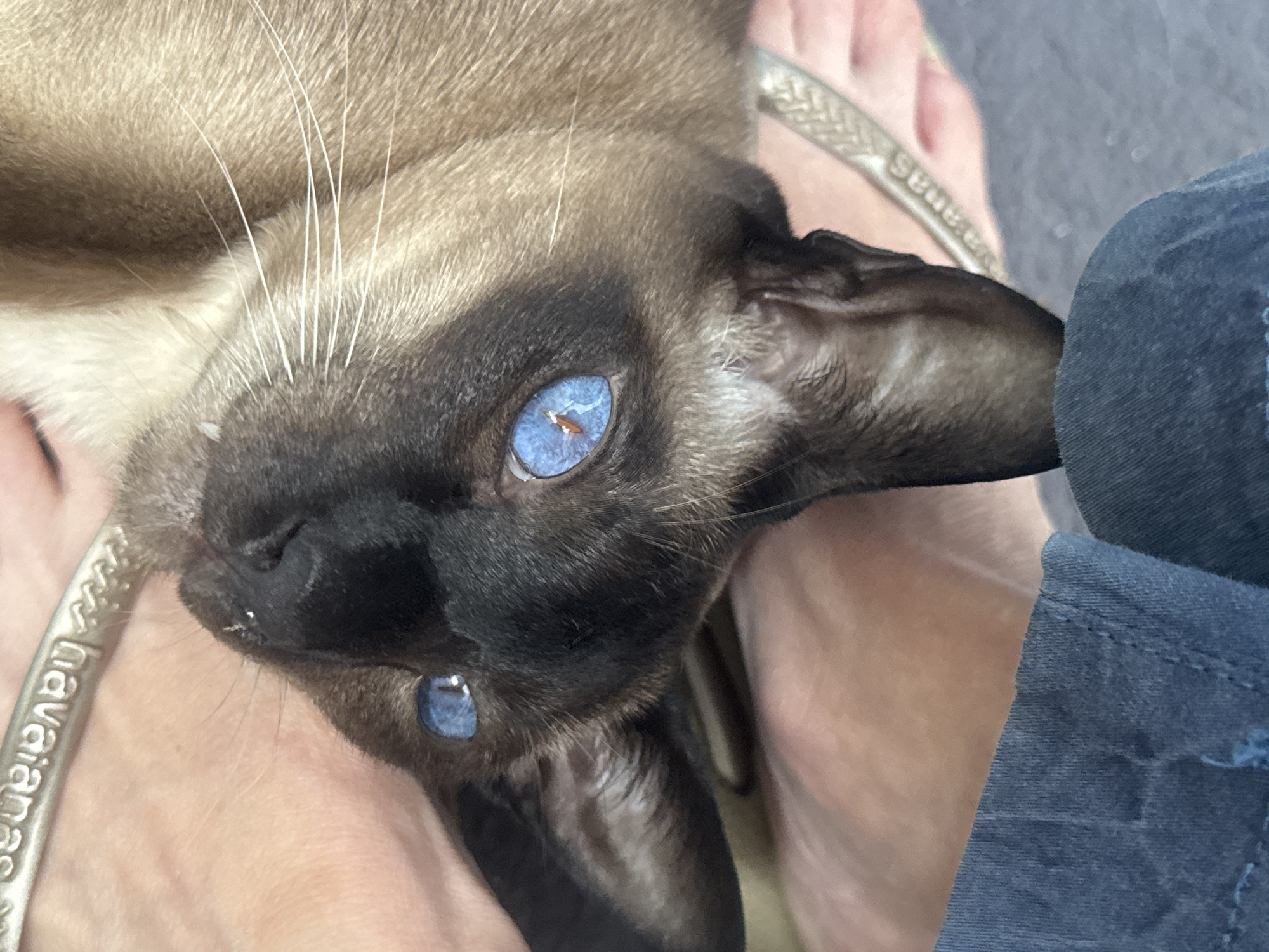 A close-up, eye-level shot shows a Siamese cat with striking blue eyes resting on someone's lap. The cat's fur is a mix of brown and black, with a darker face. The cat is partially covered by a piece of blue fabric, likely clothing. The individual's skin and a portion of a silver Havaianas sandal are also visible. The cat's gaze is directed towards the viewer, with one eye slightly more prominent. The background is softly blurred, suggesting an indoor or sheltered outdoor setting in Ramat Gan, Israel.