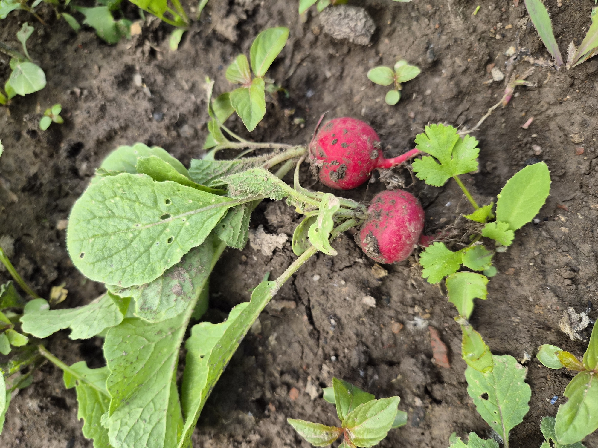 In Novosisoevka, Russia, a close-up, overhead view captures a patch of dark, moist soil where several radishes are growing. Two prominent red radishes, partially covered in soil, emerge from the ground, their bright green leaves extending outwards. The leaves are textured and show signs of natural imperfections like small holes and some dirt residue. Surrounding the radishes are smaller green plants and sparse vegetation. The scene is illuminated by natural daylight, casting subtle shadows on the soil.