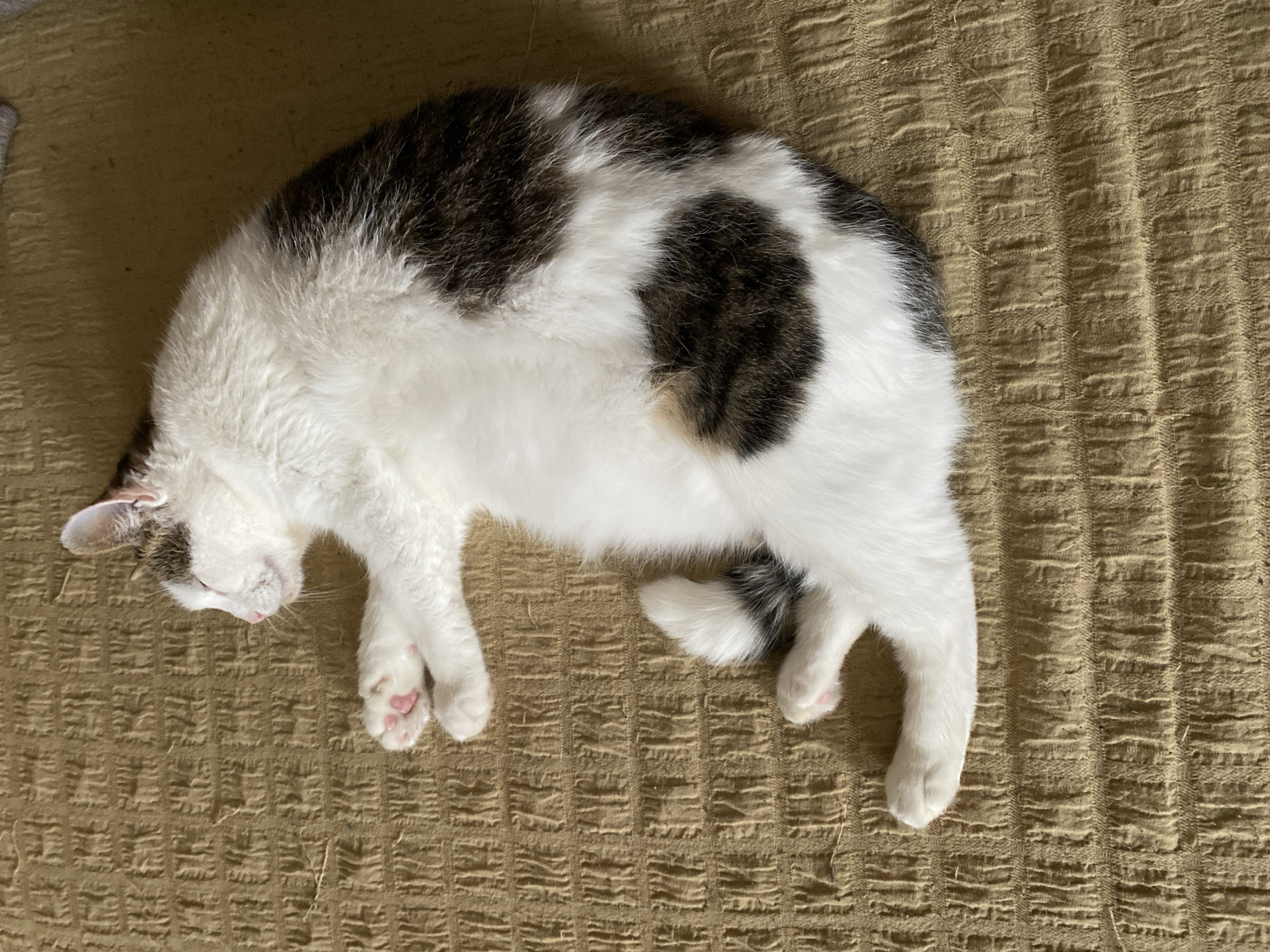 A black and white cat is curled up and sleeping on a textured brown surface. The cat's eyes are closed, and its paws are tucked beneath its body. The surface it is resting on appears to be a rug or blanket with a raised pattern. The lighting suggests it is daytime. The scene is indoors.