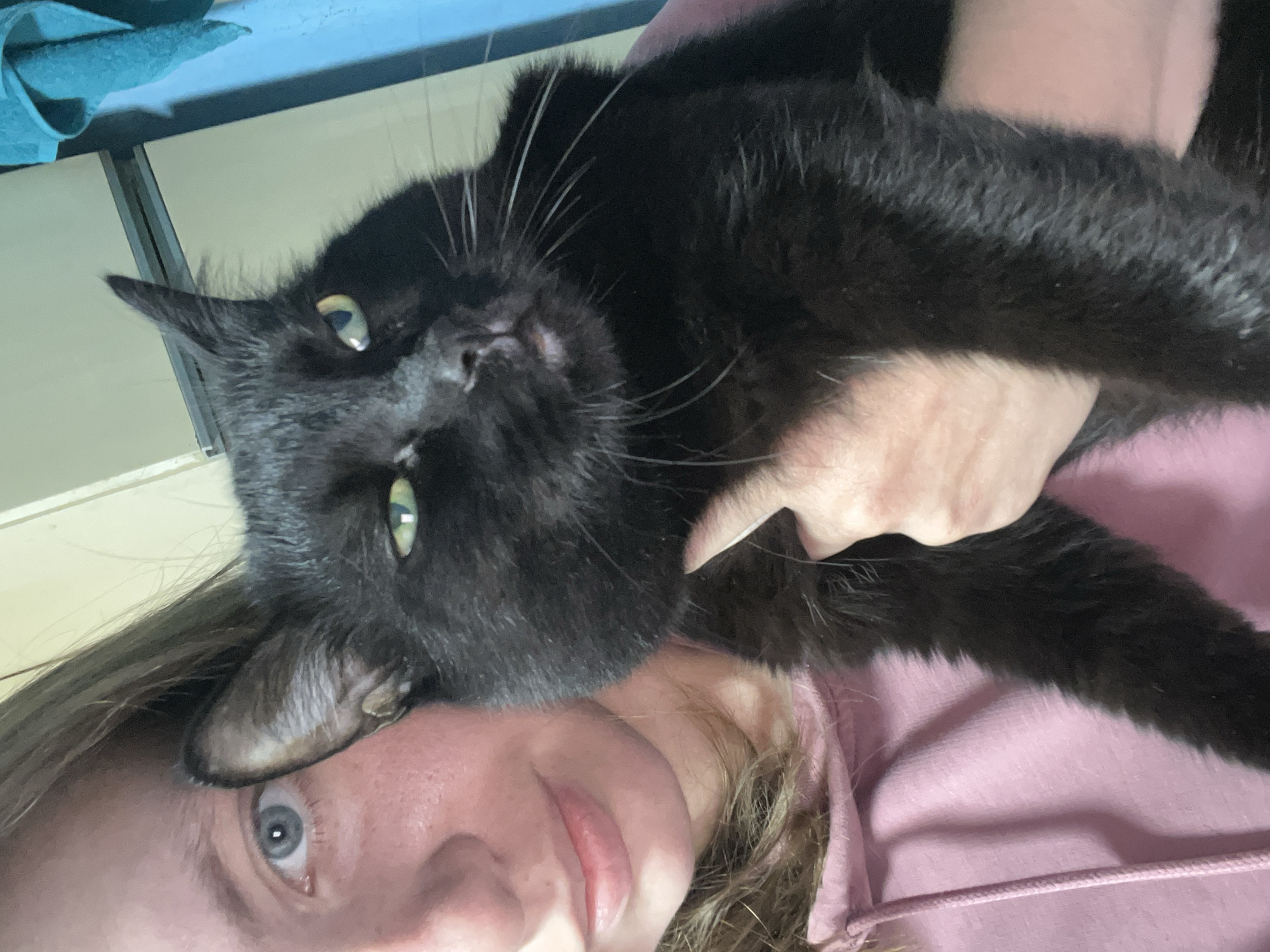 A young woman with blonde hair and blue eyes is holding a black cat. She is wearing a pink hooded sweatshirt. The cat is looking at the camera with green eyes. The background is a wall and a blue towel hanging from it. The lighting is natural and bright. The scene appears to be indoors, possibly in a home. No specific location in Nizhny Tagil, Russia, can be identified from the image.