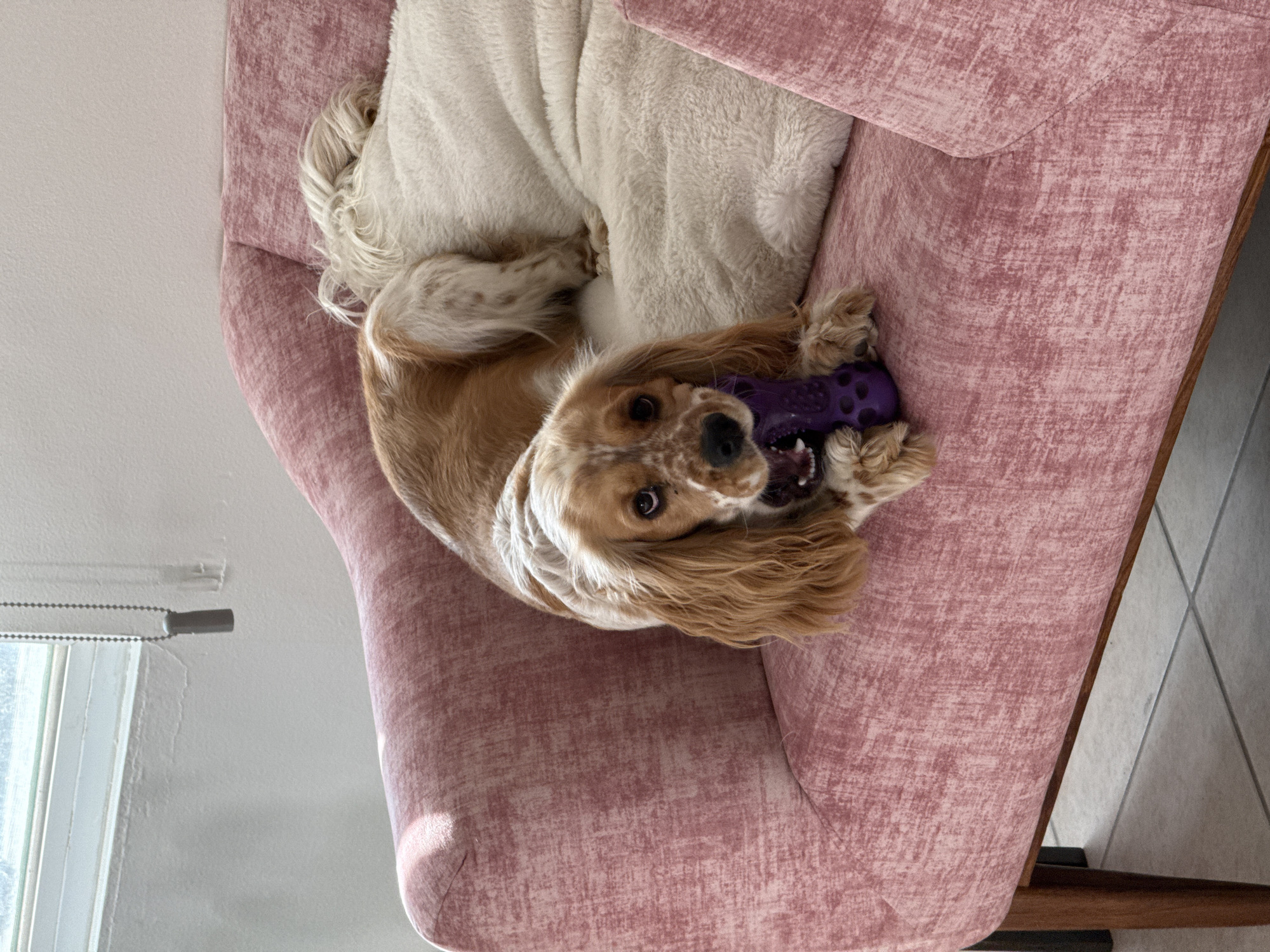 The image captures a tan and white dog, resembling a Cocker Spaniel, lying playfully on its side on a textured pink armchair. The dog is looking directly at the camera with an engaging expression, its mouth open around a purple, textured dog toy. Its long, fluffy ears frame its face, and its fur is a mix of caramel and white, with some light brown spots visible on its snout. Behind the dog, a soft, off-white blanket is draped over the chair. The armchair itself is upholstered in a distressed-look pink fabric and features a dark wooden element as part of its frame, partially visible on the right. In the upper left corner, a portion of a white wall is visible, along with a window frame and a beaded chain, suggesting an interior setting with natural light. A light-colored tiled floor is visible in the bottom right. The overall impression is one of a cheerful and playful pet. There is no visible text in the image. This scene takes place in Heroica Puebla de Zaragoza, Mexico.
