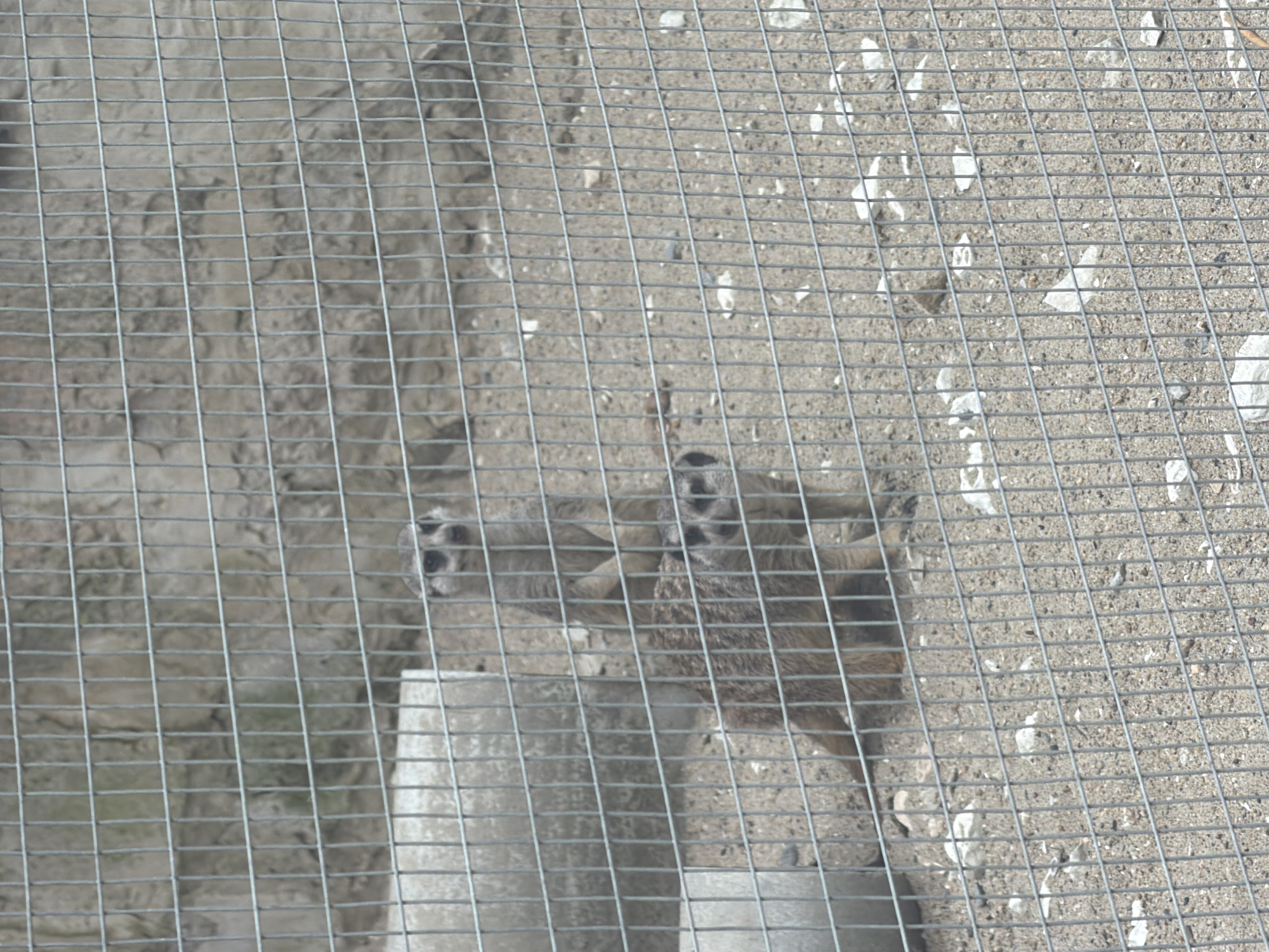The image depicts an outdoor animal enclosure, viewed through a prominent gray wire mesh fence that covers the entire foreground. Two meerkats are visible within the enclosure. One meerkat stands upright on its hind legs in the center-right of the frame, facing towards the viewer. Its fur is light brown and tan, and dark markings are present around its eyes. Partially obscured to the lower-left of the standing meerkat, a second meerkat is positioned closer to the ground, with its head and upper body visible, also facing towards the viewer. The ground within the enclosure consists of a sandy, gravelly substrate interspersed with small stones and light-colored debris. To the left, a large, light gray concrete block or structure is present. The background features a textured wall resembling natural rock or stone, displaying varying shades of gray and muted brown. The specific location within the city of Shumen, Bulgaria, cannot be determined from the visual information provided.