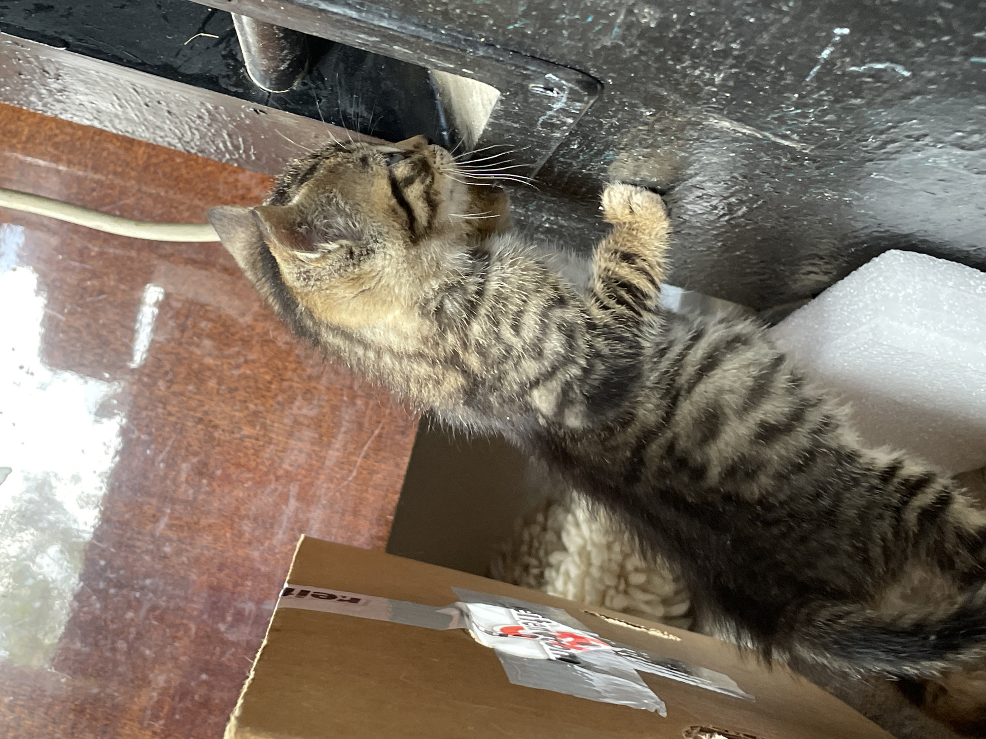 A tabby kitten is standing on a cardboard box and reaching up with one paw to touch a metal surface overhead. The kitten has a striped coat and white whiskers. The cardboard box is sealed with tape. Behind the box is a beige, textured surface. To the left of the box is a shiny, reflective wooden surface with a white electrical cord. To the right of the metal surface is a piece of white styrofoam. The image does not reveal enough information to determine its location in Zlatograd, Bulgaria.