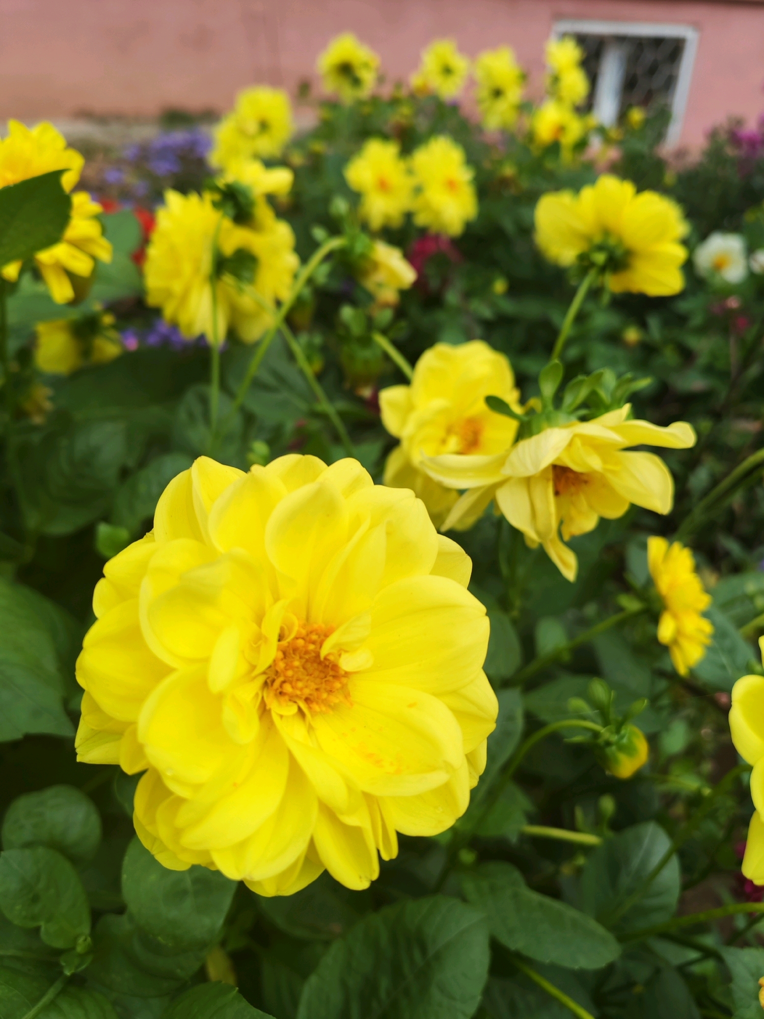 A close-up, eye-level shot captures a cluster of vibrant yellow dahlias in bloom. The flowers are the central focus, with the foreground dominated by a large, fully opened dahlia, its petals a bright, sunny yellow with hints of orange in the center. Behind it, several other dahlias, some in various stages of opening, add depth to the scene. The dahlias are interspersed with lush green leaves and stems. In the blurred background, a soft pink building with a white-framed window and a lattice pattern is visible, suggesting an urban or suburban setting. Hints of other colorful flowers, possibly purple and white, can be seen further back, adding to the garden-like atmosphere. The image appears to be a snapshot of a well-maintained flower bed, likely in a residential area or public garden within the city of Chaikovsky, Russia.