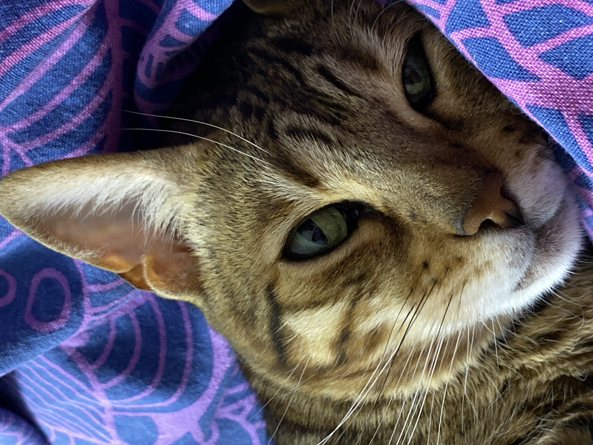 A close-up photograph features a brown and black tabby cat nestled under a blue and purple patterned fabric. The cat's face is the focal point, with its green eyes, white whiskers, and tan ear visible. The cat's fur has a striped pattern, and its face is tilted towards the viewer. The fabric is a blue textile with purple concentric circles. No information suggests this image was taken in Chaikovsky, Russia.