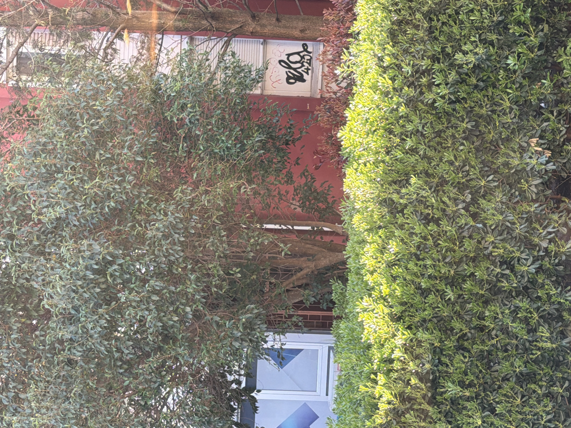 The image shows a red building with trees in front of it. There is graffiti on a window. A white-framed door is at the bottom of the image. The location is Budva, Montenegro. The scene features lush vegetation obscuring most of the building's facade, and branches spanning across the frame.