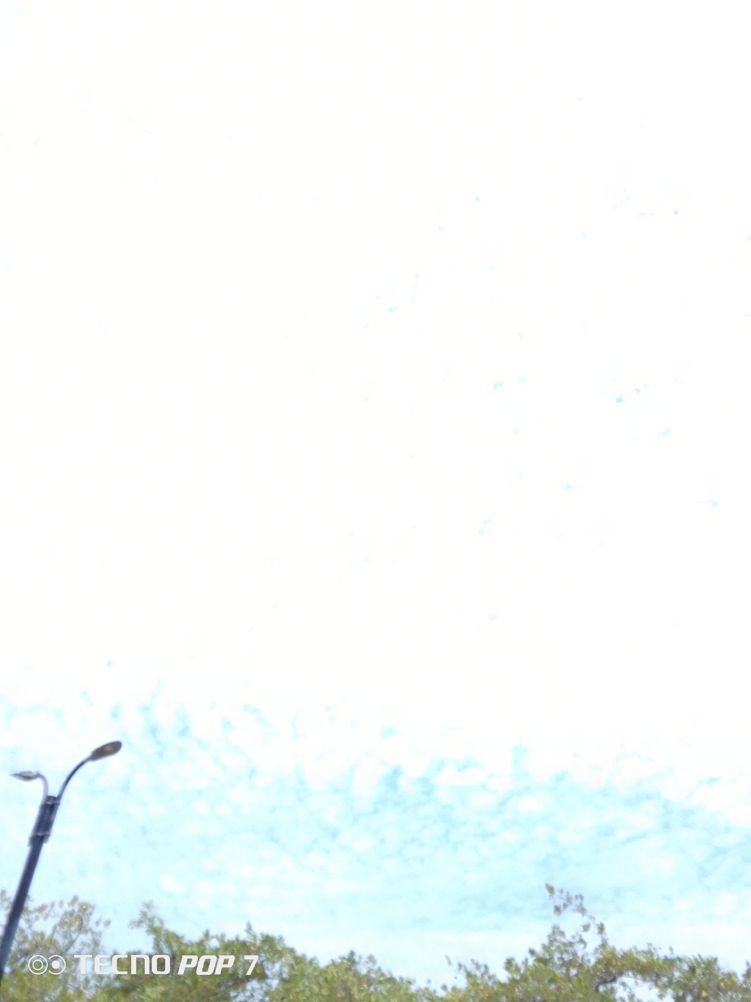 The image depicts a street scene in Pedro González, Venezuela. A black street light stands to the left, with green treetops and the light blue sky partially filling the lower half of the frame. The upper half of the image is white, possibly due to overexposure. The text "TECNO POP 7" is printed in the lower left corner, indicating the camera used.