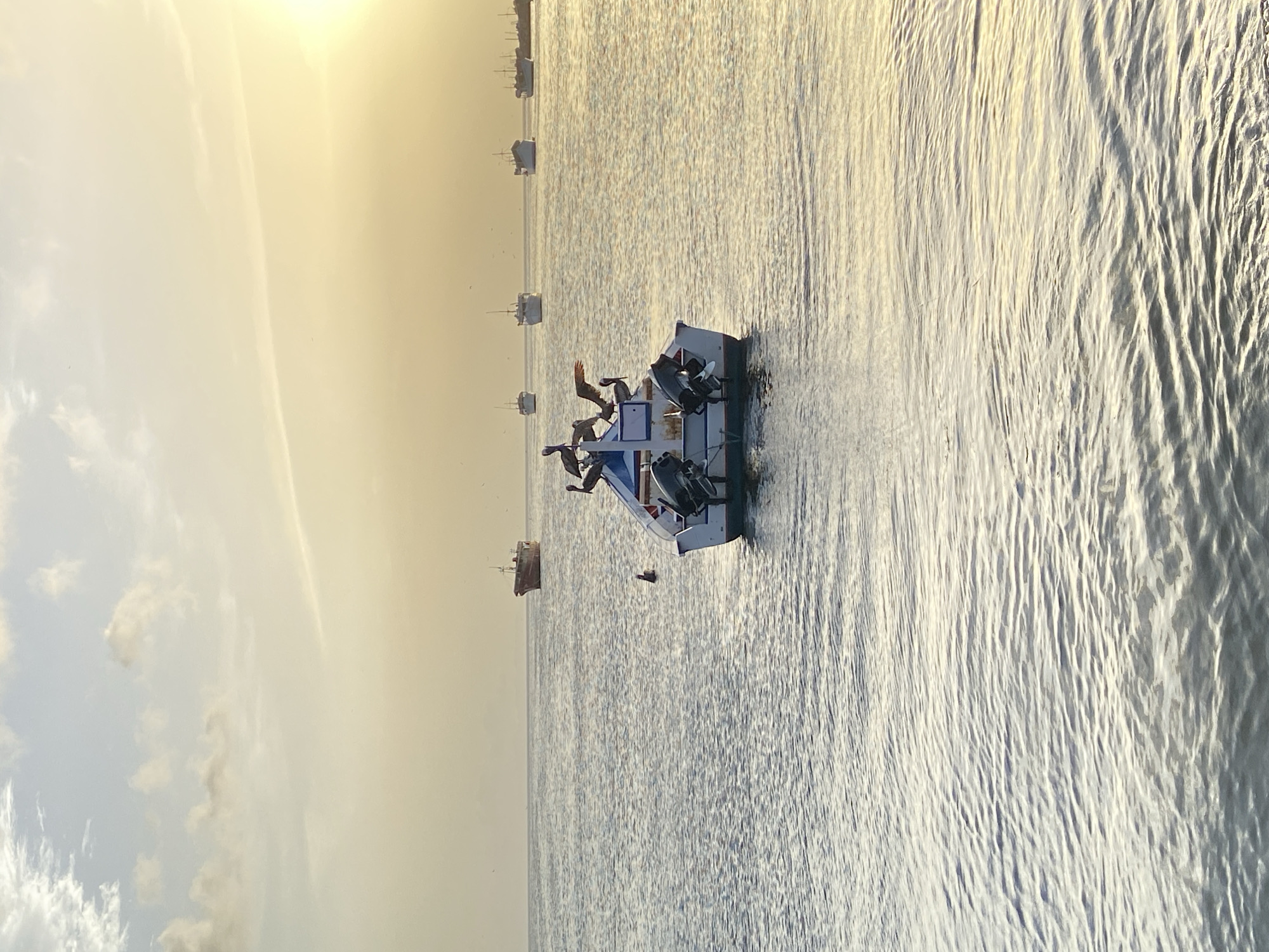 The image captures a serene sunset scene in the waters of Juan Griego, Venezuela. In the foreground, a small white boat with two outboard motors is anchored, its bow facing towards the viewer. Several pelicans are perched on the boat, with one in mid-flight, its wings outstretched. A single pelican is also visible in the water to the left of the boat. Further in the distance, multiple cargo ships and smaller vessels are scattered across the calm sea, with the sun setting on the right horizon, casting a warm, golden glow over the sky and water. The sky is a gradient of pale blue and soft yellow, with scattered clouds. The water exhibits gentle ripples, reflecting the diffused sunlight.