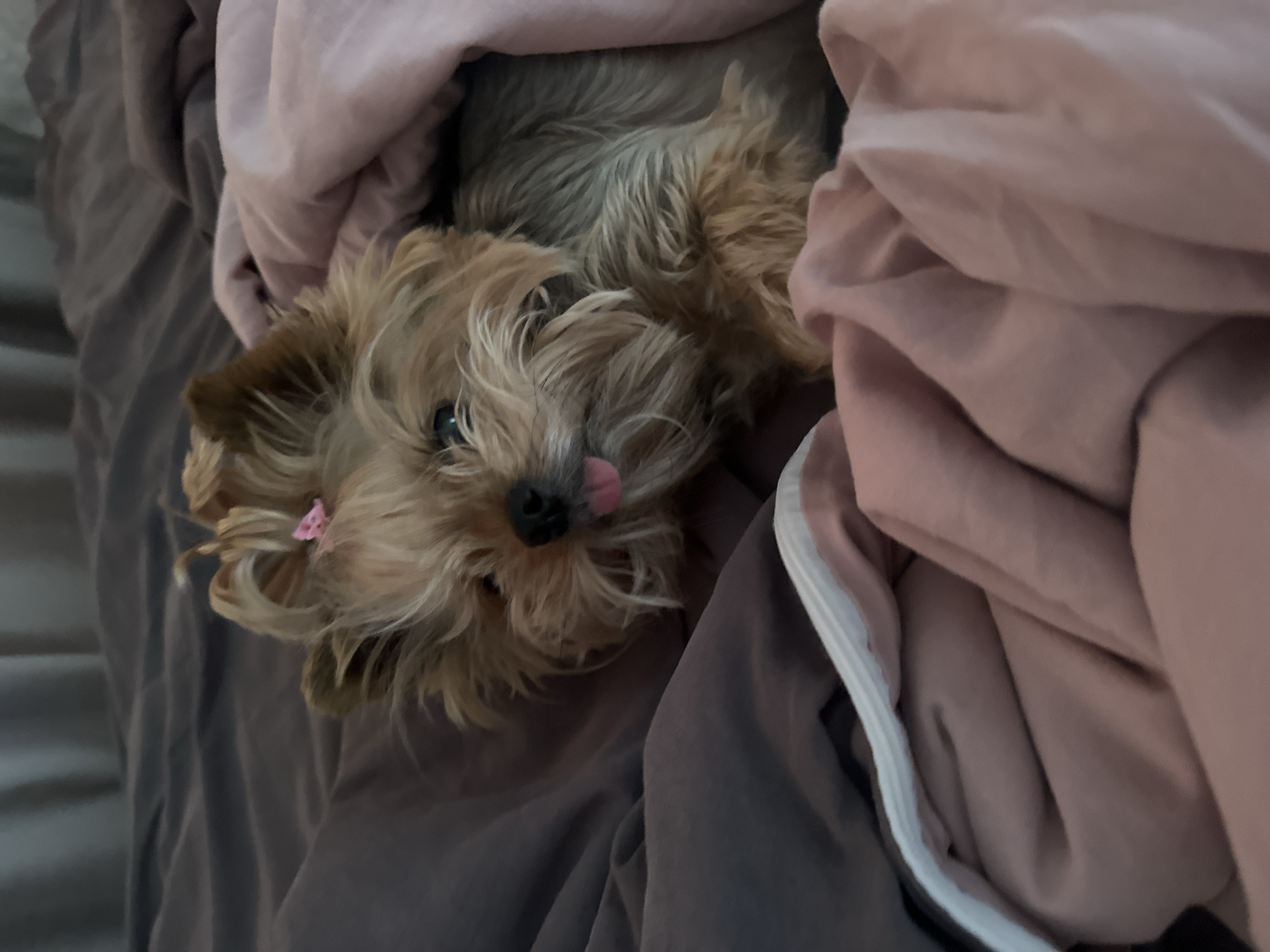 A close-up shot depicts a small, tan-colored dog lying amongst soft blankets of mauve and gray. The dog is positioned with its head tilted, and its tongue is slightly visible, sticking out. A small pink bow adorns the hair above its eye. The scene appears to be indoors, likely on a bed or similar soft surface. There is no evidence indicating the city of Sochi, Russia.