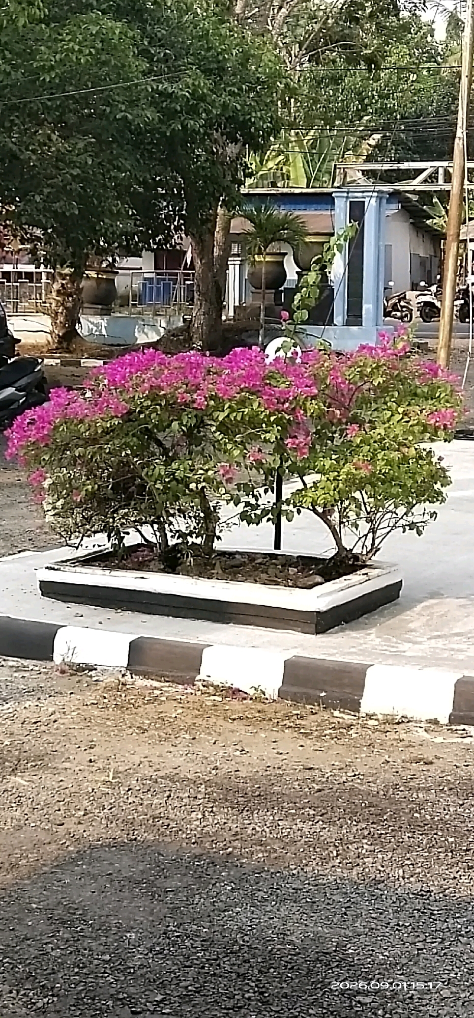 In the city of Tamiang Layang, Indonesia, a vibrant bougainvillea plant with abundant pink flowers is the central focus of this image. The plant is situated in a rectangular planter box with a white outer rim and dark grey sides, positioned on a light grey paved surface. This paved area is bordered by a curb with alternating white and dark grey stripes. The background reveals a building with blue and white walls, a roof, and visible electrical wires overhead. To the left of the building, trees with dense green foliage are present. On the right side of the image, a portion of a motorcycle is visible parked near a light pole. The ground surrounding the paved area is covered in gravel and dirt. The timestamp "2026.09.01 15:17" is visible in the lower right corner of the image.
