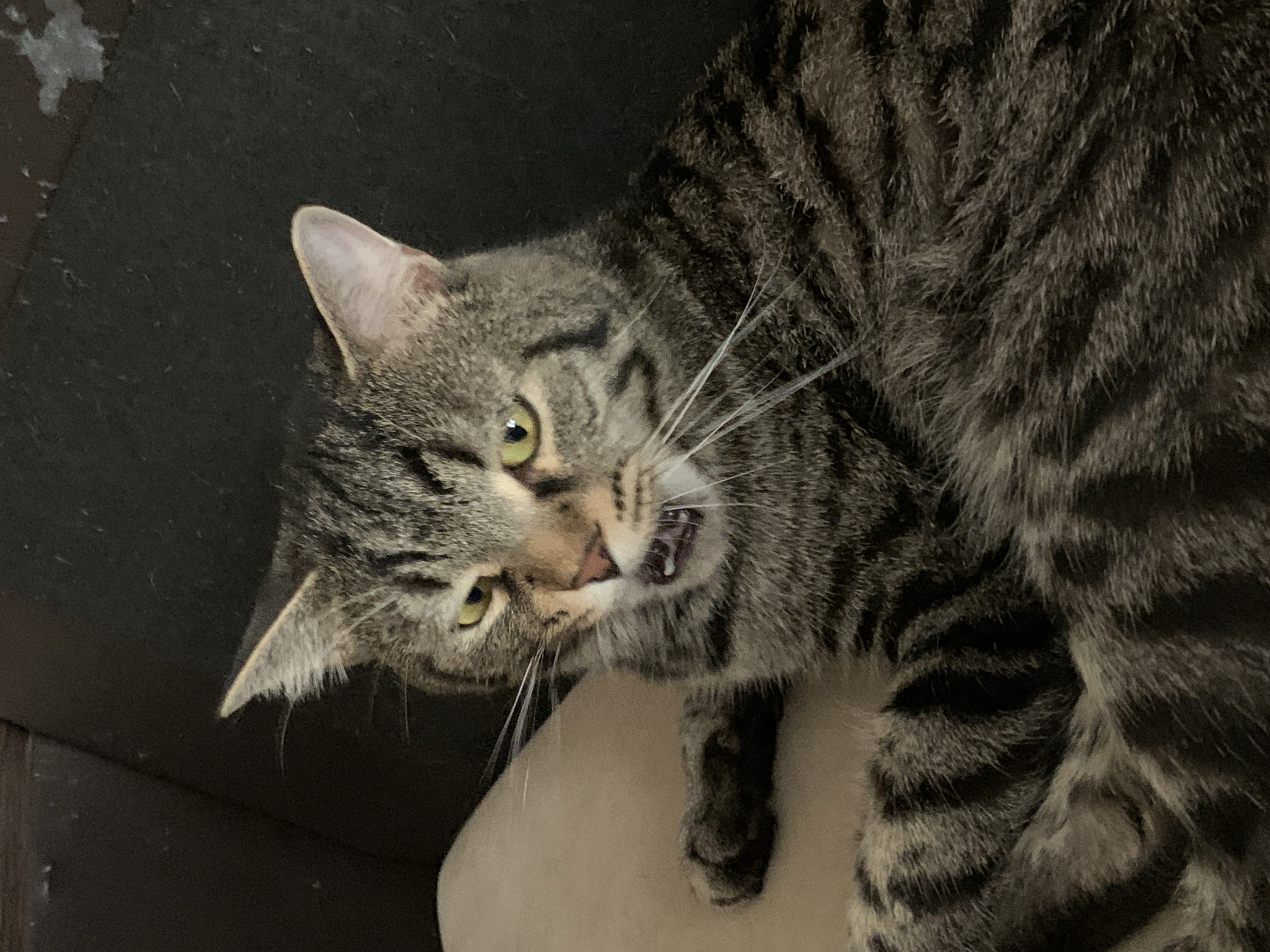 A close-up photograph shows a tabby cat lying on a light-colored cushion. The cat is oriented with its head to the left and body to the right, angled toward the viewer. The cat's mouth is slightly open, exposing teeth and tongue. The cat's fur is gray with black stripes. The eyes are green and alert. The background is dark and out of focus.
The location is not identifiable as Stavropol, Russia from the visual information provided.