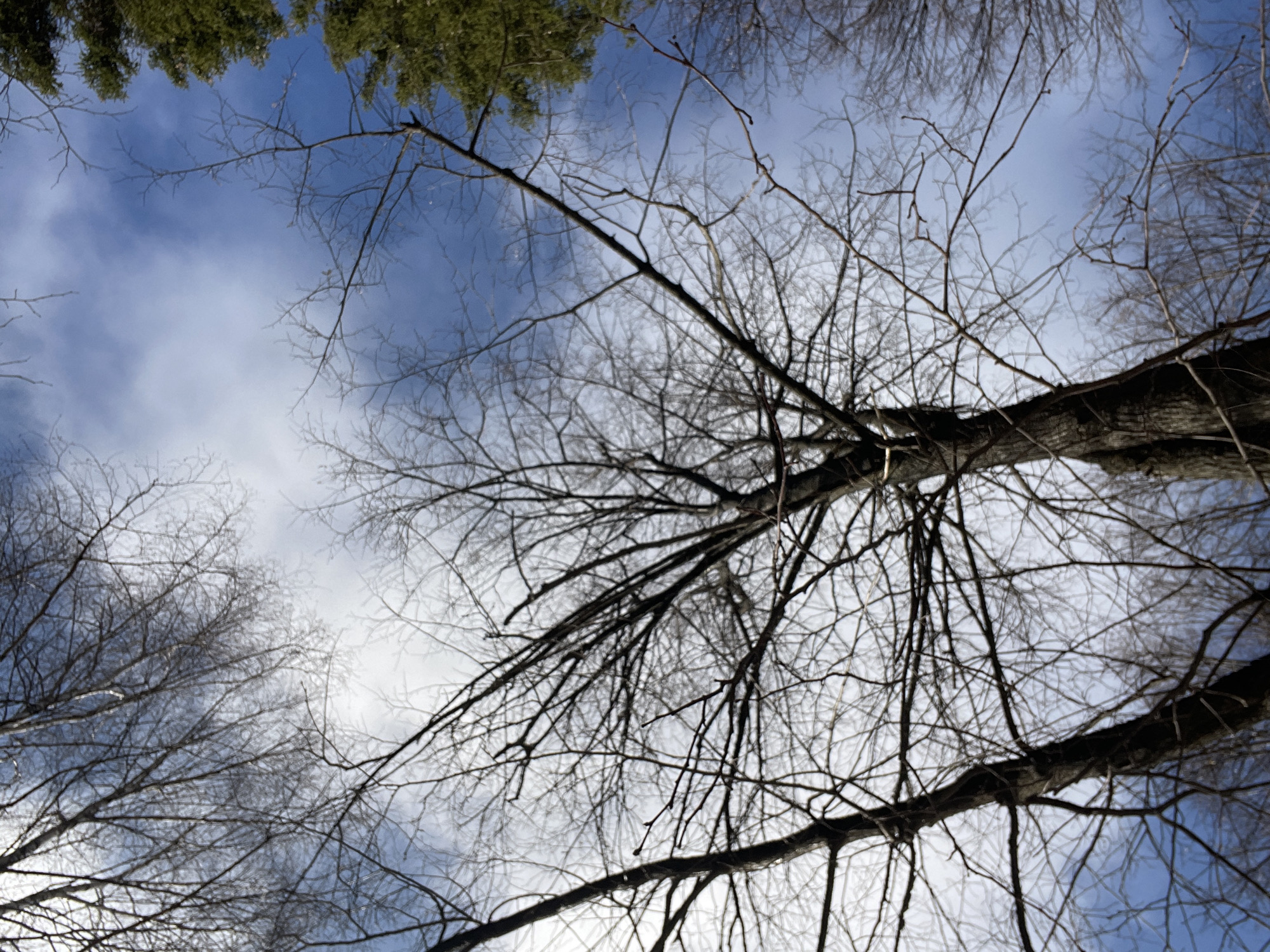 The image shows a low-angle view looking up into trees with bare branches against a blue and cloudy sky. The tree trunks are visible, suggesting a location within a wooded area. Some evergreen foliage is visible in the upper portion of the image. The overall impression suggests a late fall or winter scene. The location in the city of Zhigalki, Russia, is not discernible from the image alone.