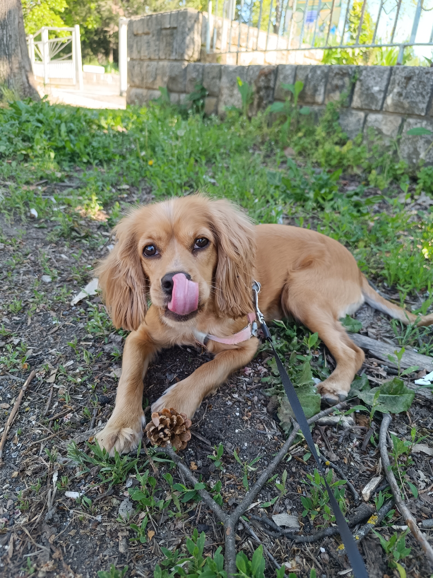 A medium shot captures a golden cocker spaniel lying in grass and dirt. The dog's tongue is sticking out. A pine cone is next to its front paws. The dog is wearing a pink collar and a black leash. In the background is a stone wall and green foliage. A white gate is visible further back. The photo appears to have been taken in a park-like setting in Pleven, Bulgaria.