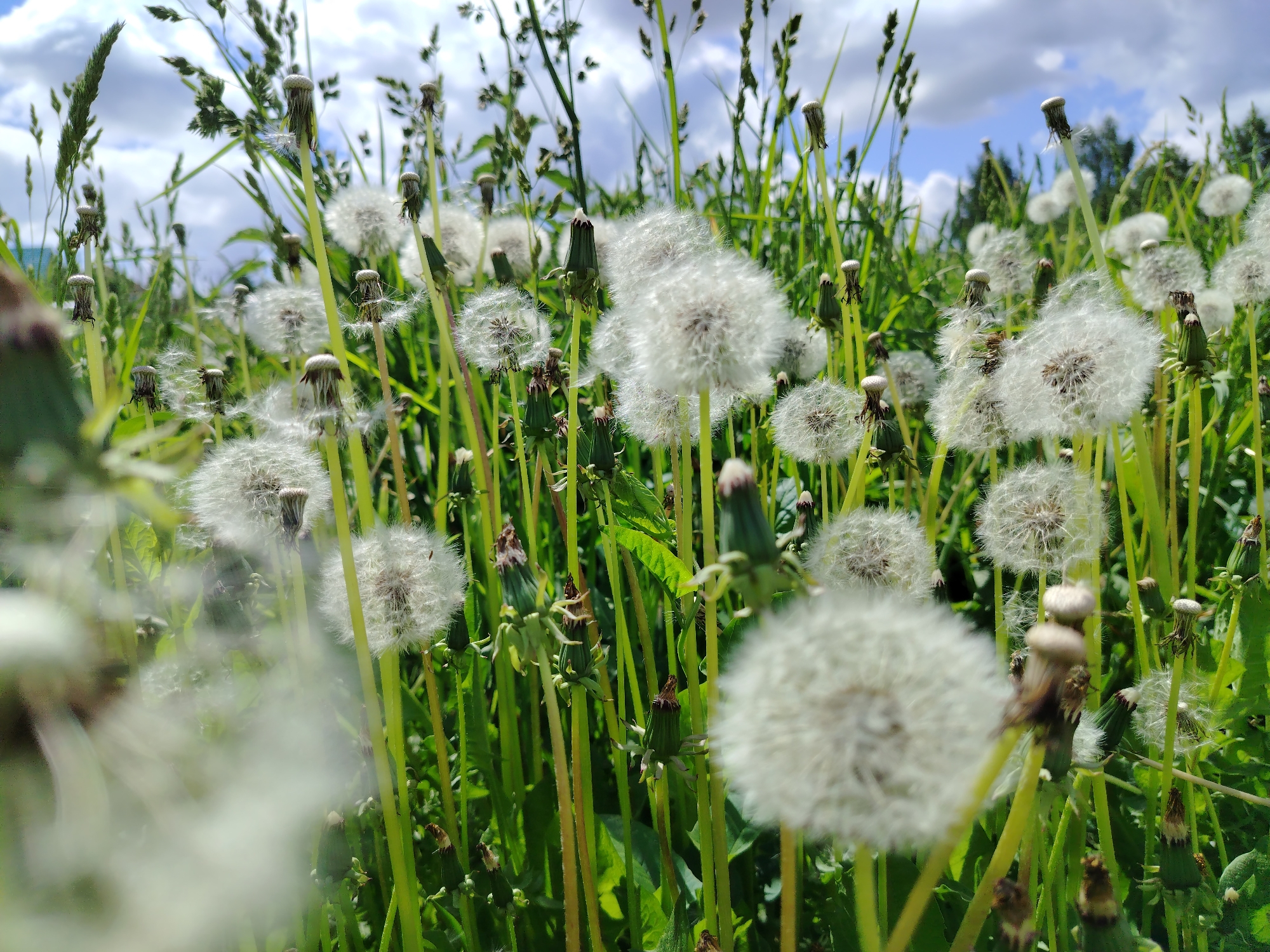 The image shows a field of dandelions in seed, interspersed with green grasses and other foliage. The dandelions are the primary subject, with many having their characteristic white, spherical seed heads intact. Some dandelion stems are still green with the seed head already dispersed, leaving only the receptacle. The background includes a blue sky with scattered white clouds. The location is given as Гожан, Russia, although there is no visual element in the image that confirms this. The environment appears to be a natural, untended area, possibly a meadow or field. There are no people, objects other than plants, or actions visible in the image.