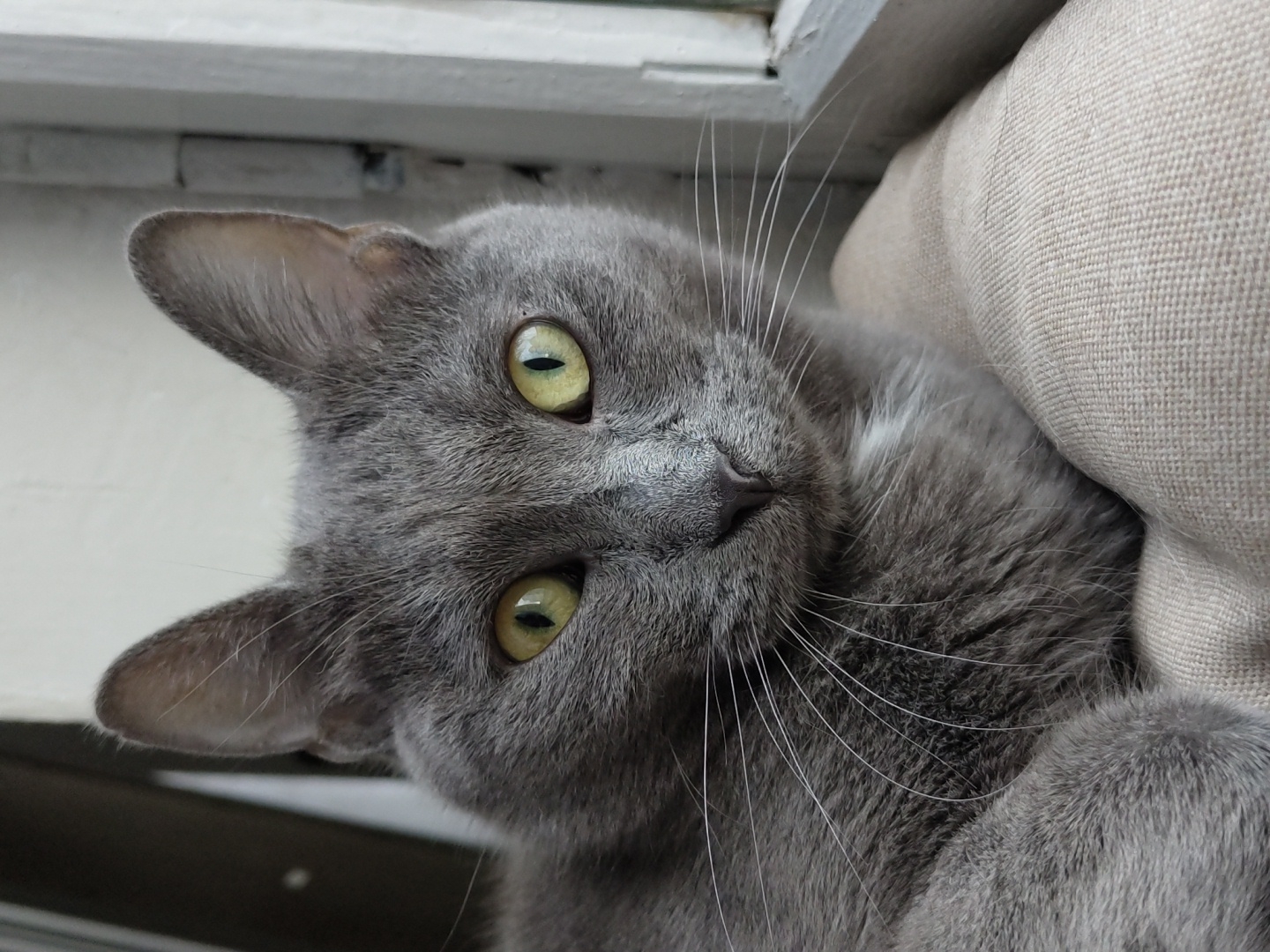 A close-up, eye-level shot features a Russian Blue cat with bright yellow-green eyes and long white whiskers. The cat has soft, gray fur and is resting on a light brown, textured cushion. Behind the cat, a plain, light-colored wall is visible, with the edge of a white window frame on the right side of the image.