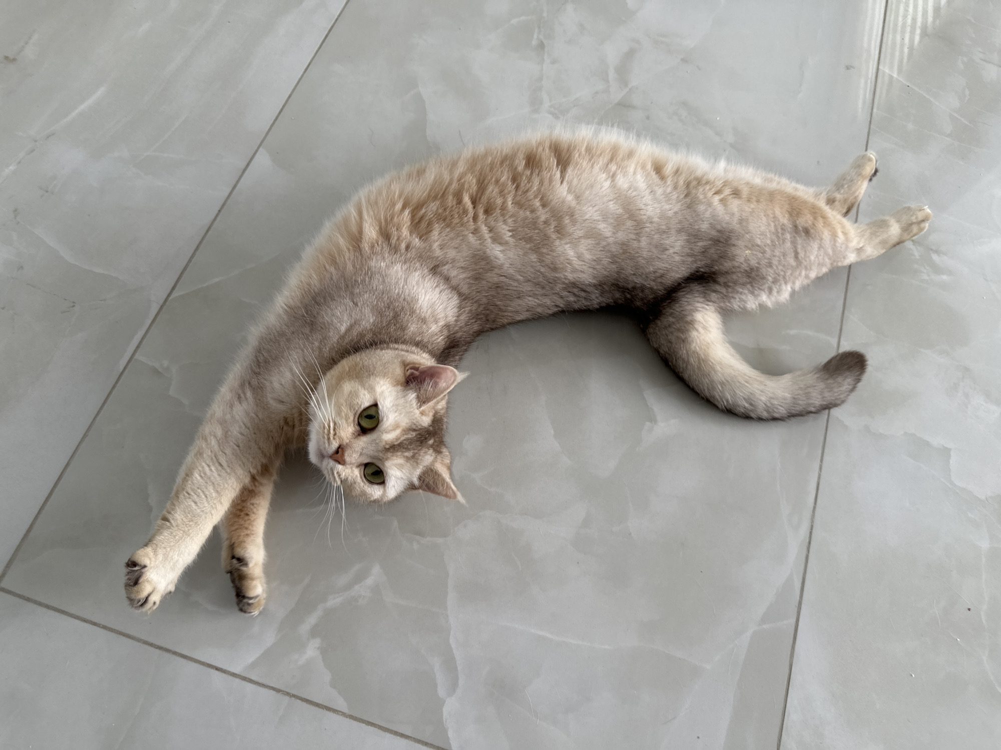 A light brown and tan tabby cat is lying on a gray tiled floor. The cat is stretched out in a curved position, with its front paw extended towards the left and its back legs stretched towards the right. The cat's head is turned towards the camera, and its green eyes are visible. The background consists of light gray tiles with a subtle marble pattern.