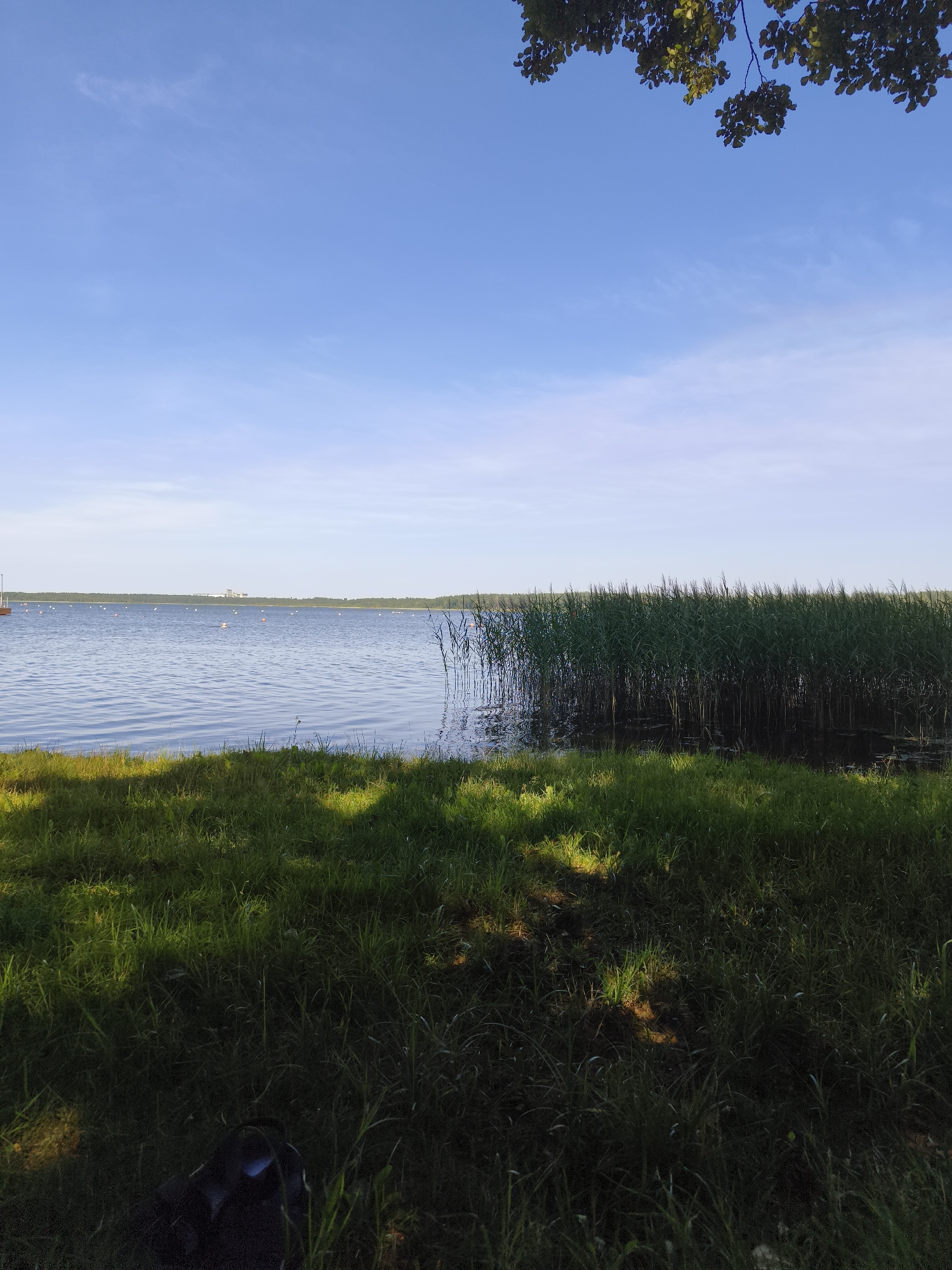 The image shows a serene lakeside scene on a clear, sunny day. The foreground is dominated by lush green grass, dappled with sunlight and shadows, with a dark object, possibly a bag, partially visible in the lower right corner. Beyond the grass, a body of water stretches out, calm and reflecting the blue sky. The water is dotted with small buoys, suggesting a designated area or perhaps a marker for a racecourse. On the far side of the lake, a dense line of tall reeds creates a natural border, with a low, tree-covered horizon behind them. In the distance, a modern building complex is faintly visible against the horizon. Overhead, the bright blue sky is mostly clear, with a few wispy clouds and a branch with green leaves from a tree hanging into the frame from the top right. The scene evokes a peaceful atmosphere, likely captured at a recreational area near the city of Daugavpils, Latvia, given the architectural style of the distant building and the general landscape.