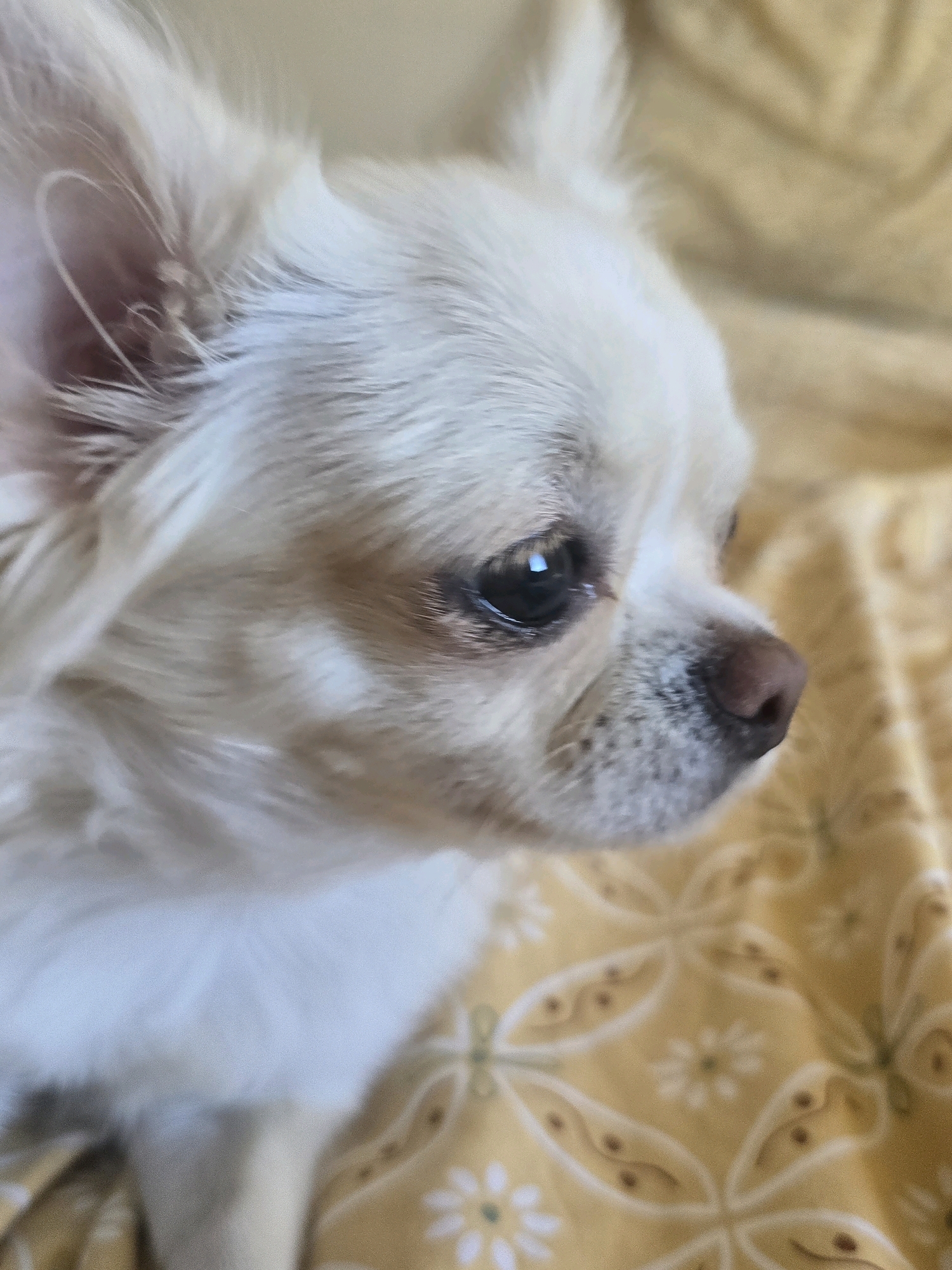 The image is a close-up, side-view of a long-haired, white Chihuahua dog. The dog is looking to its right, with its ears perked up and its eyes reflecting light. Its fur is light in color, with some darker markings around its eyes and nose. The dog is resting on a yellow fabric with a floral pattern. The background is blurred, but appears to be indoors. There is no indication of the city of Málaga, Spain.