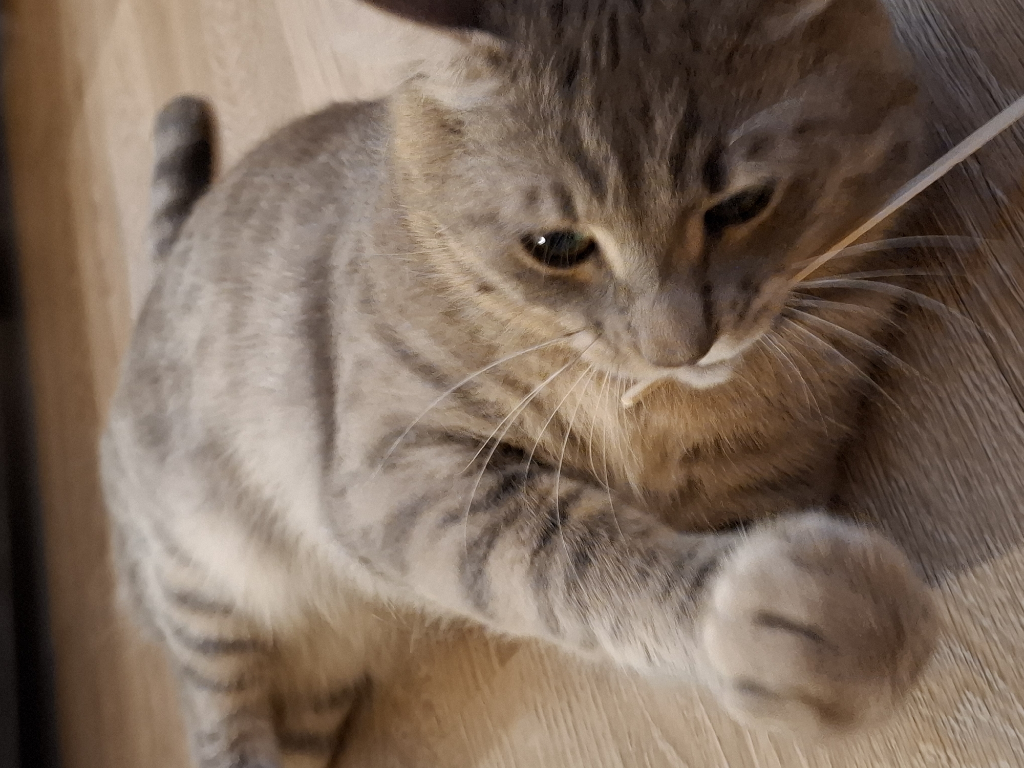 A tabby cat is lying on its back on a wooden floor. The cat is light brown with dark stripes. It has green eyes and long white whiskers. One of its front paws is extended, and it appears to be playing with a thin white object. The background is a blurred wooden floor. This image was taken in Zemun Urban Municipality, Serbia.