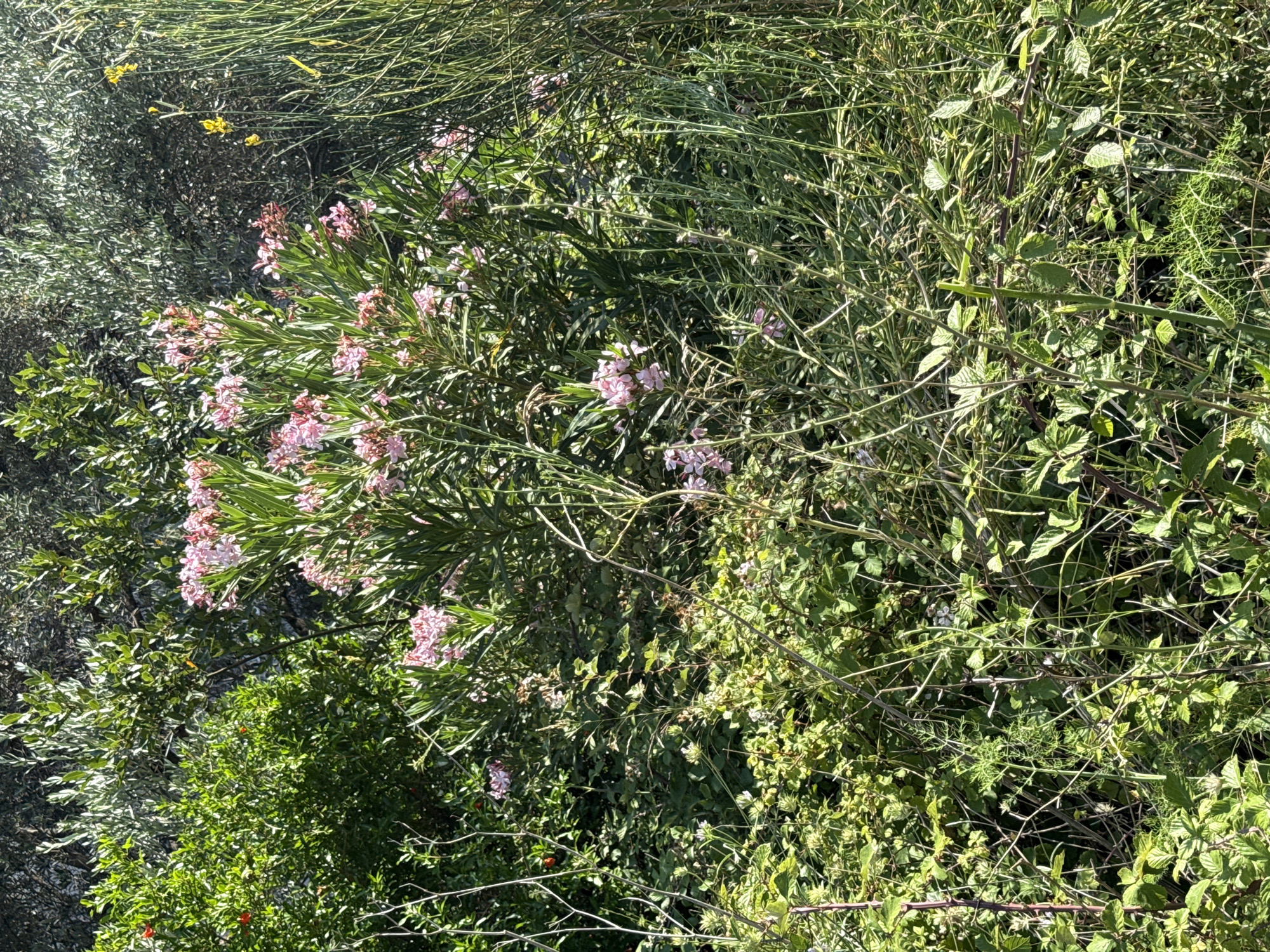 The image depicts a dense, naturalistic scene of overgrown vegetation in a sunny outdoor environment, likely a garden or undeveloped area. In the center, a bush with clusters of delicate pink flowers is prominent, its long, slender leaves fanning out. To the left of the pink-flowered bush, a dark green shrub with small red fruits is visible, suggesting the presence of a pomegranate or similar plant. To the right, tall, thin, green stalks reach upwards, some bearing small yellow flowers. The foreground is filled with a variety of green leafy plants, some with thorns, and tangled brown branches. The background consists of more foliage, appearing darker and more diffused. The lighting suggests a bright day, casting shadows and highlighting the textures of the plants. There are no people or man-made structures visible. The overall impression is one of wild growth and natural abundance. The location is identified as the city of Rafailovići, Montenegro.