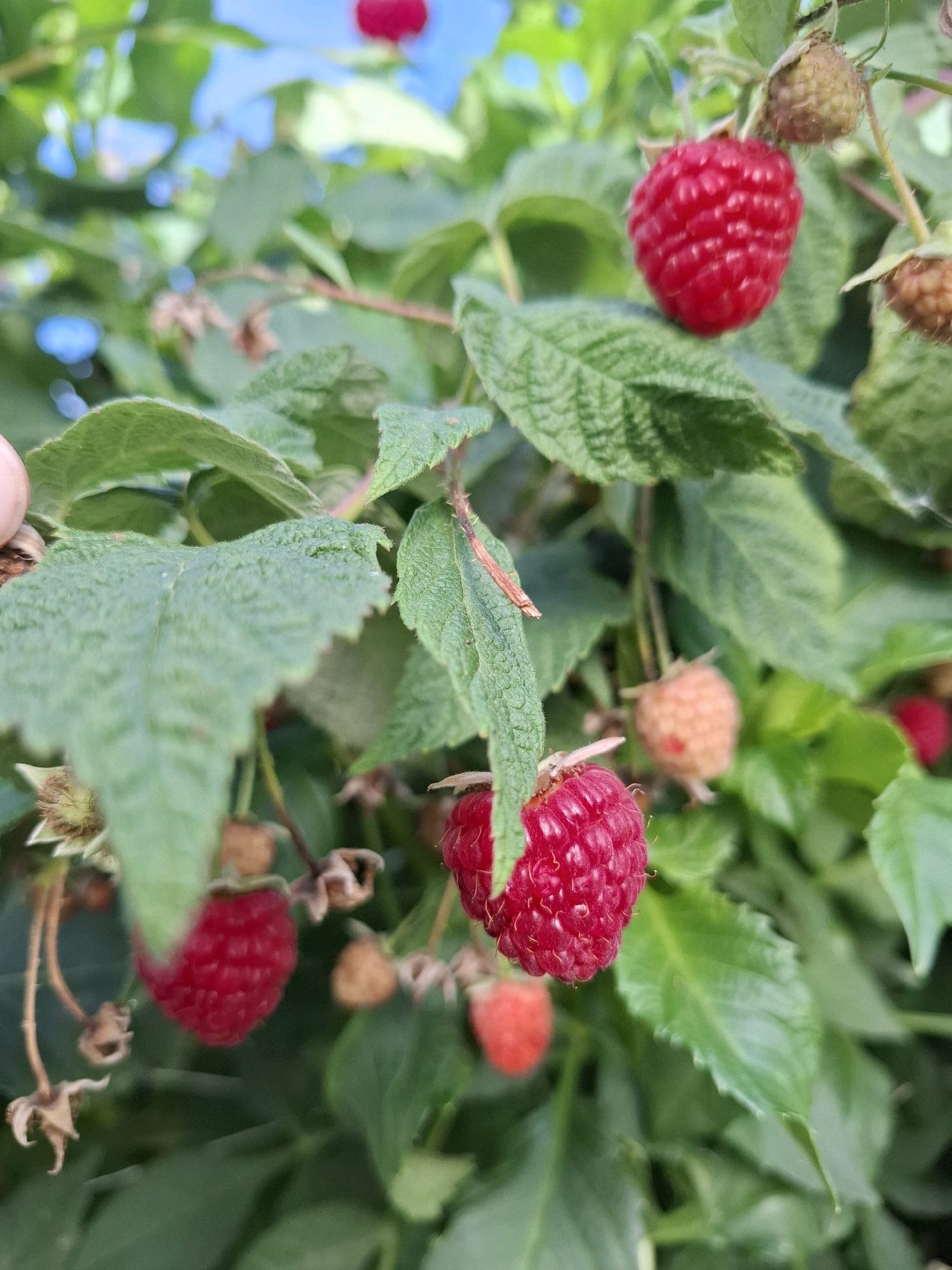 The image depicts a close-up of raspberry bushes laden with ripe and unripe berries, set against a backdrop of green foliage and a blurred blue sky. The lighting suggests an outdoor setting, likely during the daytime. The focus is on the texture and color variations of the raspberries, with some appearing a vibrant red, while others are in earlier stages of development, showing a lighter, pinkish hue. Dried sepals and stems are also visible, indicating the natural growth cycle of the fruit. The image is a still photograph with no discernible human presence or activity. It is not possible to determine the specific location within Tyumen, Russia, based solely on the visual information provided.