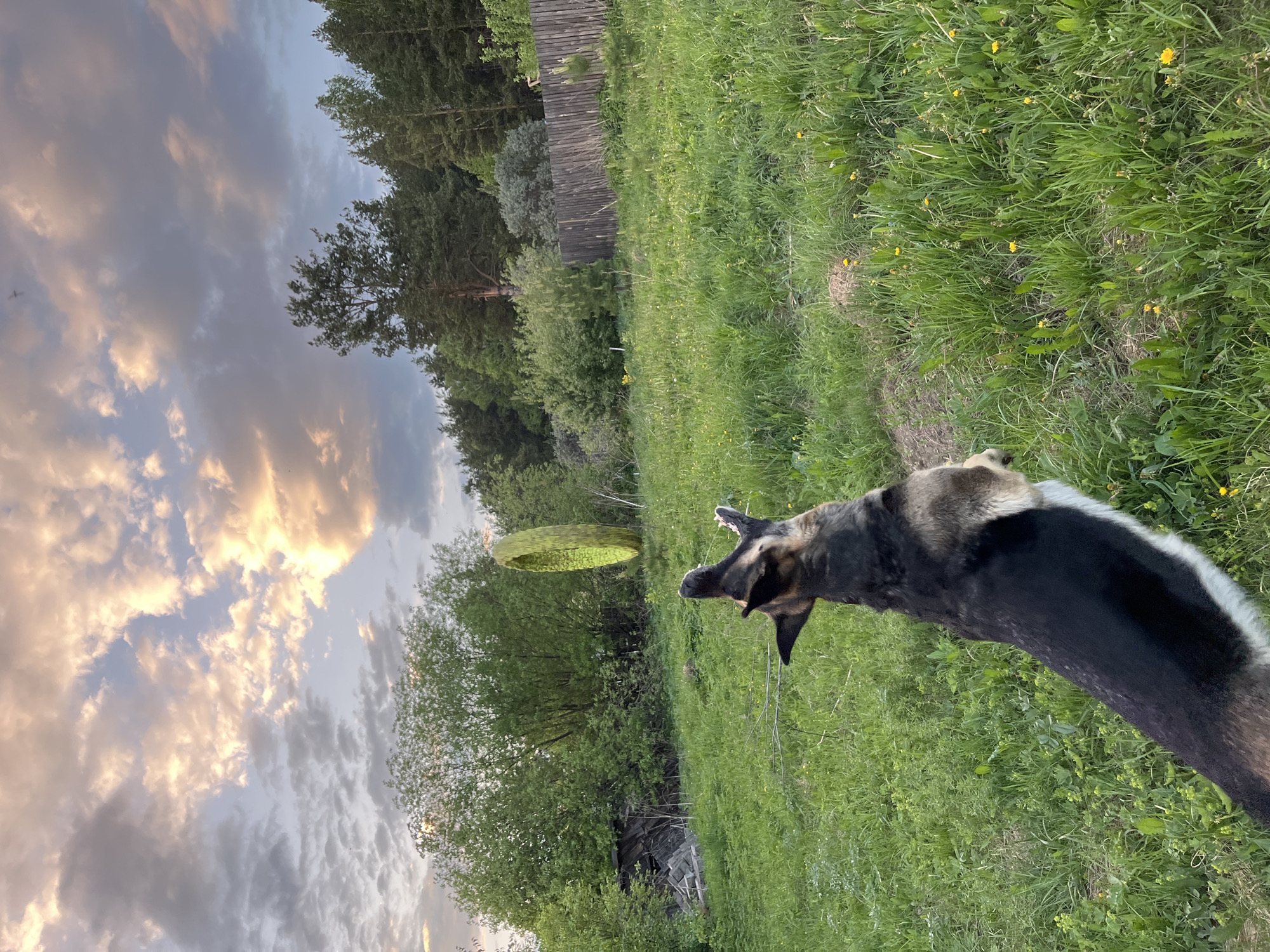 A photograph depicts a dog barking at a green disc-shaped object hovering in the air above a grassy field. The dog, primarily black and brown with a white patch on its neck, is positioned on the right side of the frame, facing left towards the levitating object. The background includes green trees and vegetation, with a cloudy sky visible above. A wooden fence is discernible in the distance. The location is likely a rural or semi-rural area, but the specific city of Nizhny Tagil, Russia cannot be confirmed with certainty.
