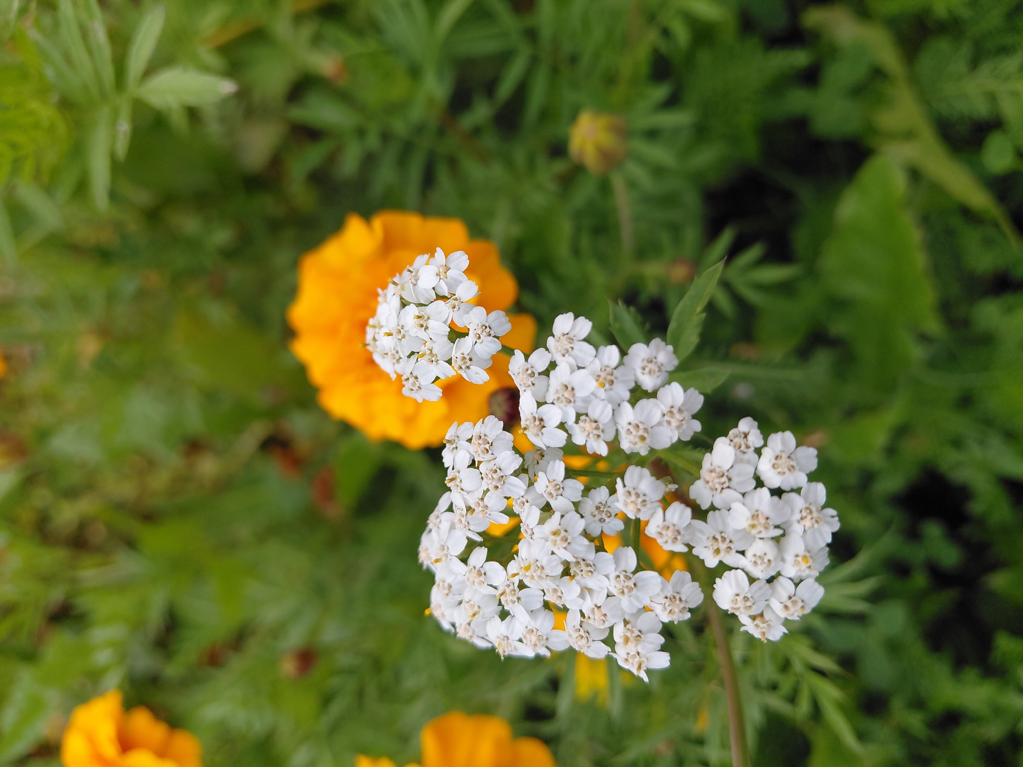 The image is a close-up, eye-level shot of a cluster of small white flowers in the foreground. These flowers appear to be yarrow, with multiple tiny white petals radiating from a central disk. They are arranged in a corymb, a flat-topped or convex flower cluster. Behind the white flowers, and slightly out of focus, are larger, vibrant orange flowers, likely marigolds, also in bloom. The background is a blur of lush green foliage, suggesting a garden or natural outdoor setting. No people or specific landmarks are visible, and there is no indication of the location within Malinovka, Russia. The lighting is soft, suggesting it might be a cloudy day or late afternoon.