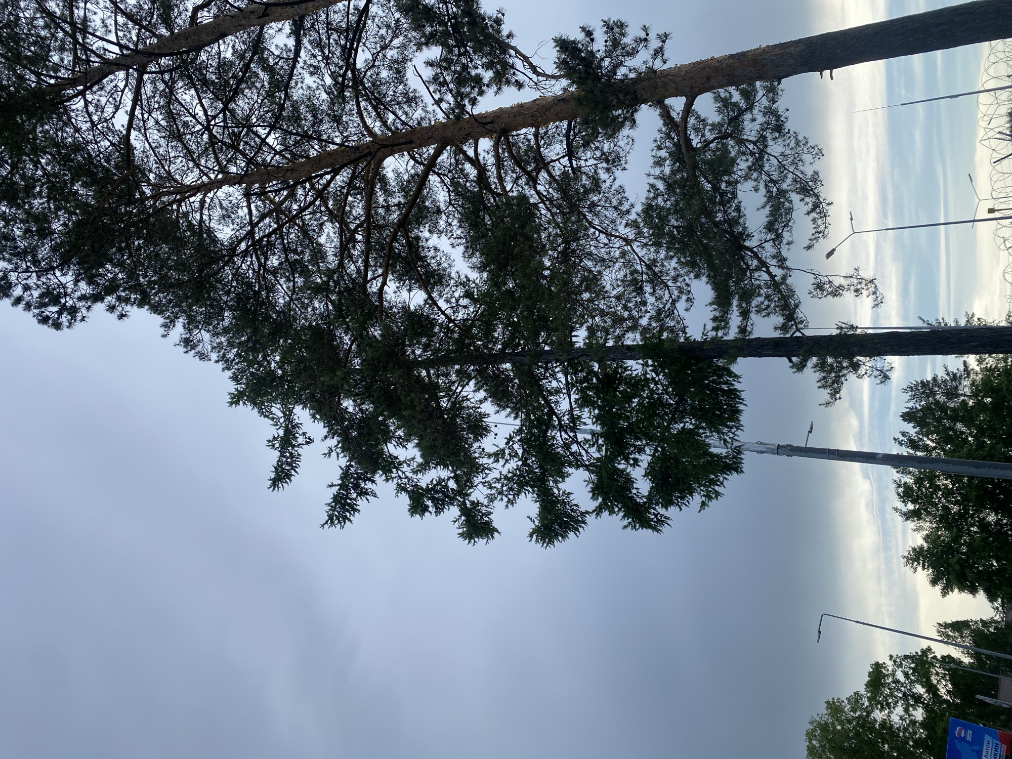 The image depicts a view upwards towards tall trees, likely pines, in what seems to be a park or roadside area. The trees take up the majority of the left side of the frame, with their branches and foliage silhouetted against a cloudy, overcast sky. Streetlights are visible on the right side of the image, along with glimpses of other trees in the background. The presence of what appears to be barbed wire fence in the far right background suggests a perimeter or restricted area. While the sign with the Russian text visible in the corner of the image and barbed wire indicates this is likely in Russia, there is no indication of the location in the city of Chaikovsky, Russia. There are no people visible in the image.