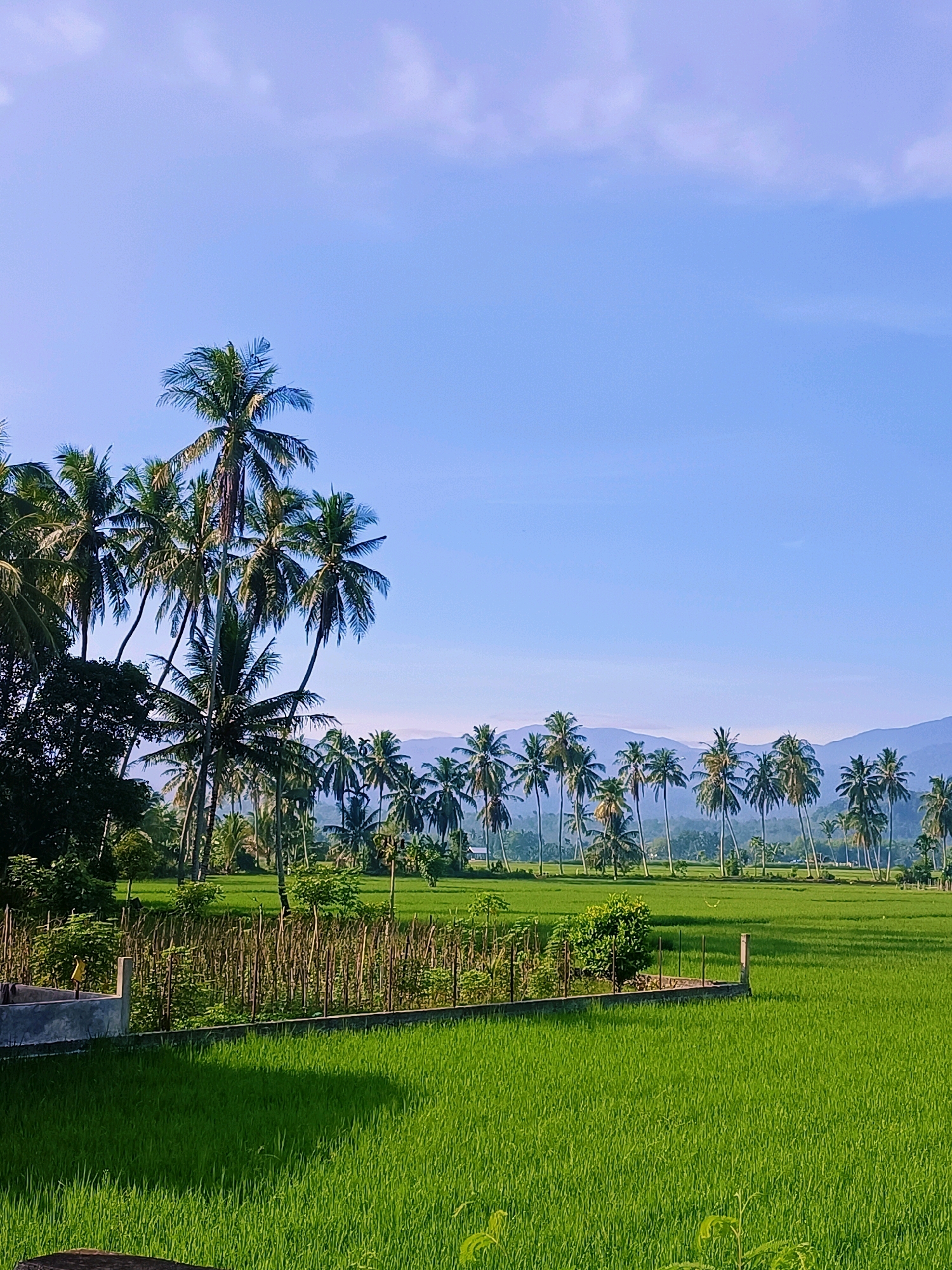 The image depicts a serene landscape in Pulo Dayah, Indonesia, characterized by lush green rice paddies stretching towards rolling hills under a clear blue sky. A dense grove of tall, slender palm trees stands prominently on the left side of the frame, their fronds casting shadows on the verdant fields. In the mid-ground, a low, stone wall with wooden stakes delineates a section of the paddy, with some smaller trees and vegetation bordering it. The background reveals a line of more palm trees and distant, hazy mountains, bathed in the soft light of what appears to be early morning or late afternoon. No people are visible in the scene. The overall impression is one of tranquility and natural beauty in a rural Indonesian setting.
