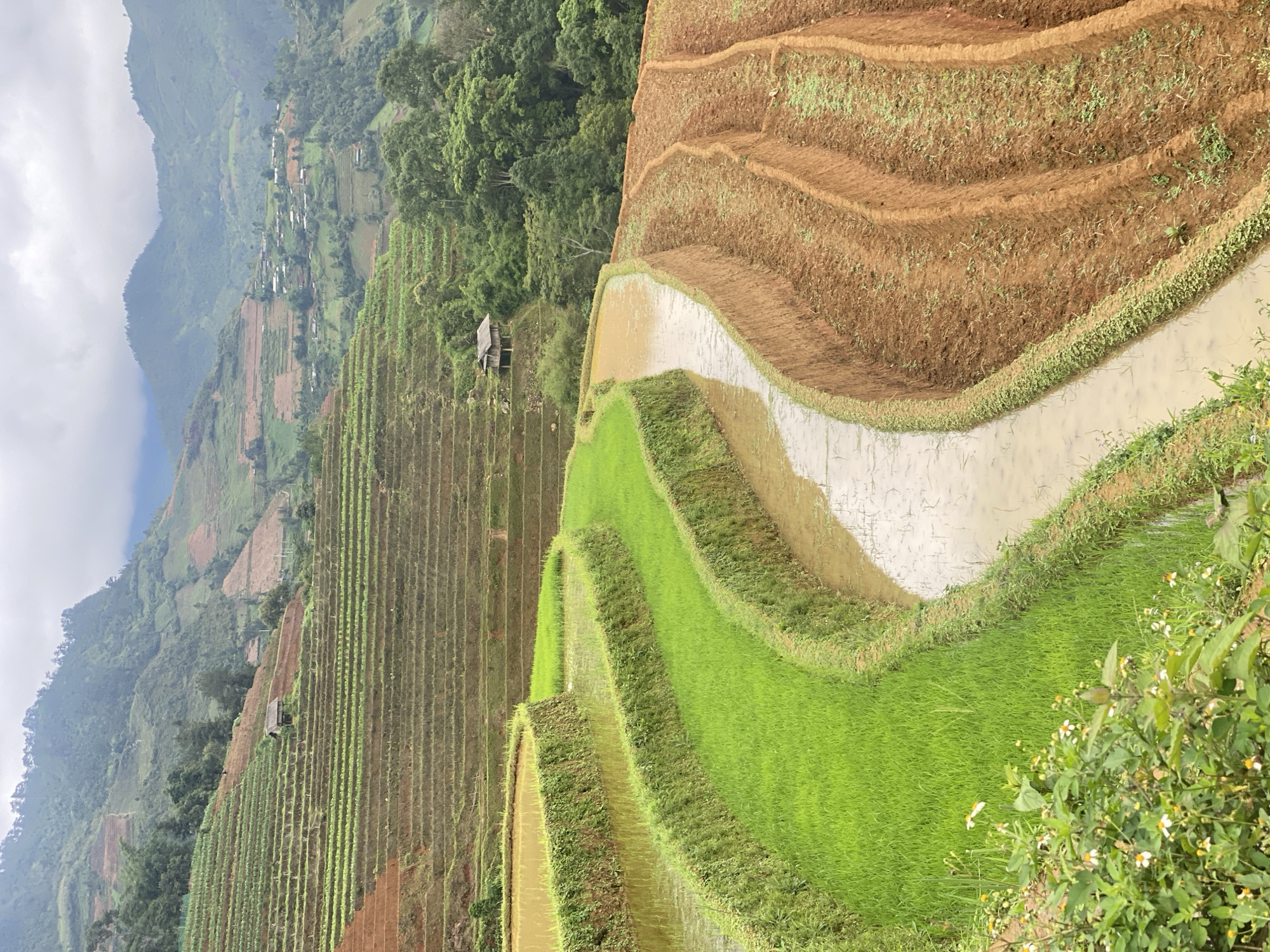The image depicts a panoramic view of terraced rice fields set against a mountainous backdrop in Dế Xu Phình, Vietnam. In the immediate foreground, a cluster of green plants with small white and yellow flowers is present at the bottom left. Directly behind this, a series of vibrant green rice terraces, partially filled with water, extend across the left side of the frame. These terraces are characterized by their curved, verdant retaining walls. A winding channel of muddy water separates these green terraces from a parallel series of reddish-brown, freshly tilled earth terraces on the right side of the mid-ground. These tilled terraces show distinct, contoured furrows and appear to be in preparation for planting, with sparse green vegetation emerging.
Further into the background, the landscape is dominated by extensive agricultural terraces covering multiple mountain slopes. Some of these terraces are green, indicating cultivation, while others display exposed brown soil. A small, rustic wooden hut with a dark roof is centrally positioned on one of the higher terraced slopes, surrounded by green foliage. To the right of the hut, a village composed of numerous scattered structures is visible nestled among the terraced hills. The distant background features several layers of towering, verdant mountains under an overcast, cloudy sky. No individuals or animals are visible in the scene.