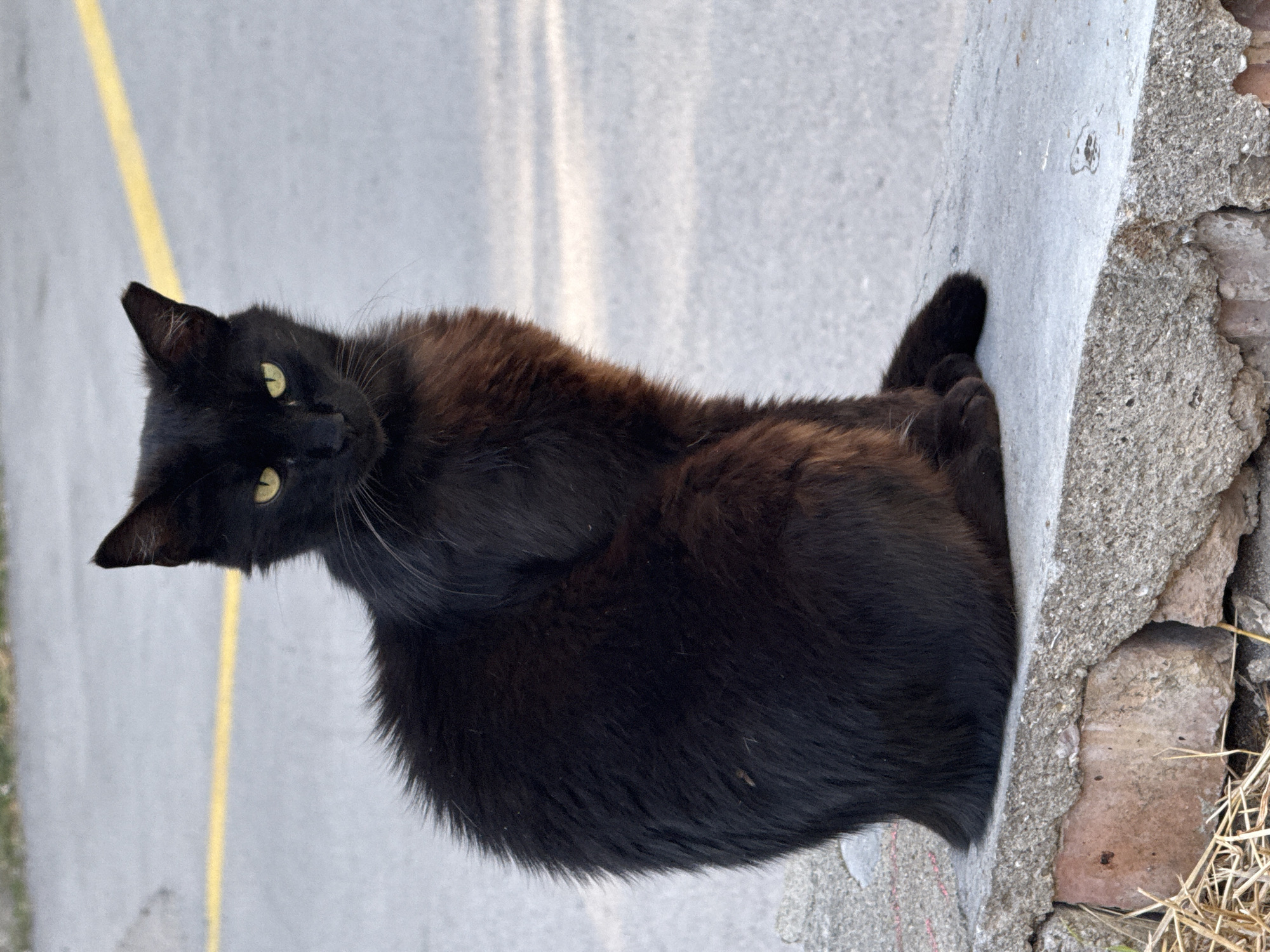 A black cat with yellow eyes sits on a concrete ledge. The cat is facing the camera and appears to be looking directly at it. The background is out of focus and appears to be a paved area with a yellow line. The concrete ledge is made of rough-textured material and has some bricks underneath it. There is some dry grass in the lower left corner of the image.