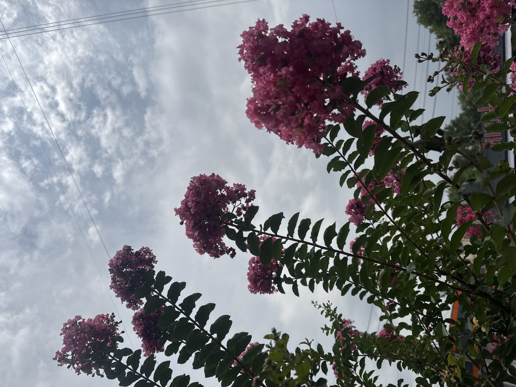 The image shows a low-angle view of pink crape myrtle flowers and foliage against a cloudy sky. Three distinct clusters of pink flowers are visible, with one large cluster at the top right, and two smaller ones to the left and center. The flowers are dense and clustered, with individual petals not clearly defined. Green leaves are interspersed with the flowers, and some branches and buds are also visible.
Three parallel power lines stretch diagonally across the upper portion of the sky. The sky itself is filled with white, wispy clouds against a pale blue background, suggesting an overcast or partly cloudy day. In the background, on the right side, some dark green trees and hints of a building with orange and dark colored elements are visible.
The perspective is from below, looking up towards the sky and the flowers, which are in the foreground. There is no discernible activity or event taking place, and no people are visible. The overall mood is natural and serene, focusing on the beauty of the flowers and the sky. The image is likely taken during daylight hours. No visible text is present in the image. The location context provided is Tashkent, Uzbekistan.