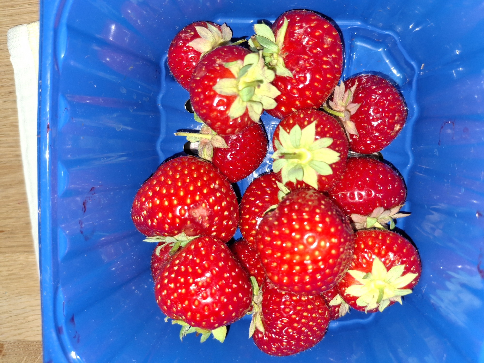 A close-up, top-down shot shows a bright blue plastic container filled with ripe strawberries. The strawberries are a vibrant red, with visible seeds dotting their surface and green leafy tops. Some of the strawberries are clustered together, while others are more spread out, creating a visually appealing arrangement. The blue container has a ribbed texture on its interior walls, and a white cloth or paper is partially visible at the top edge of the container, draped over a wooden surface. The lighting appears to be natural, casting subtle shadows and highlighting the glossy texture of the strawberries. The scene is static, with no discernible action taking place. The location in Åsgårdstrand, Norway, is not visually represented in the image itself; it is an external piece of information provided about the context of the photograph.