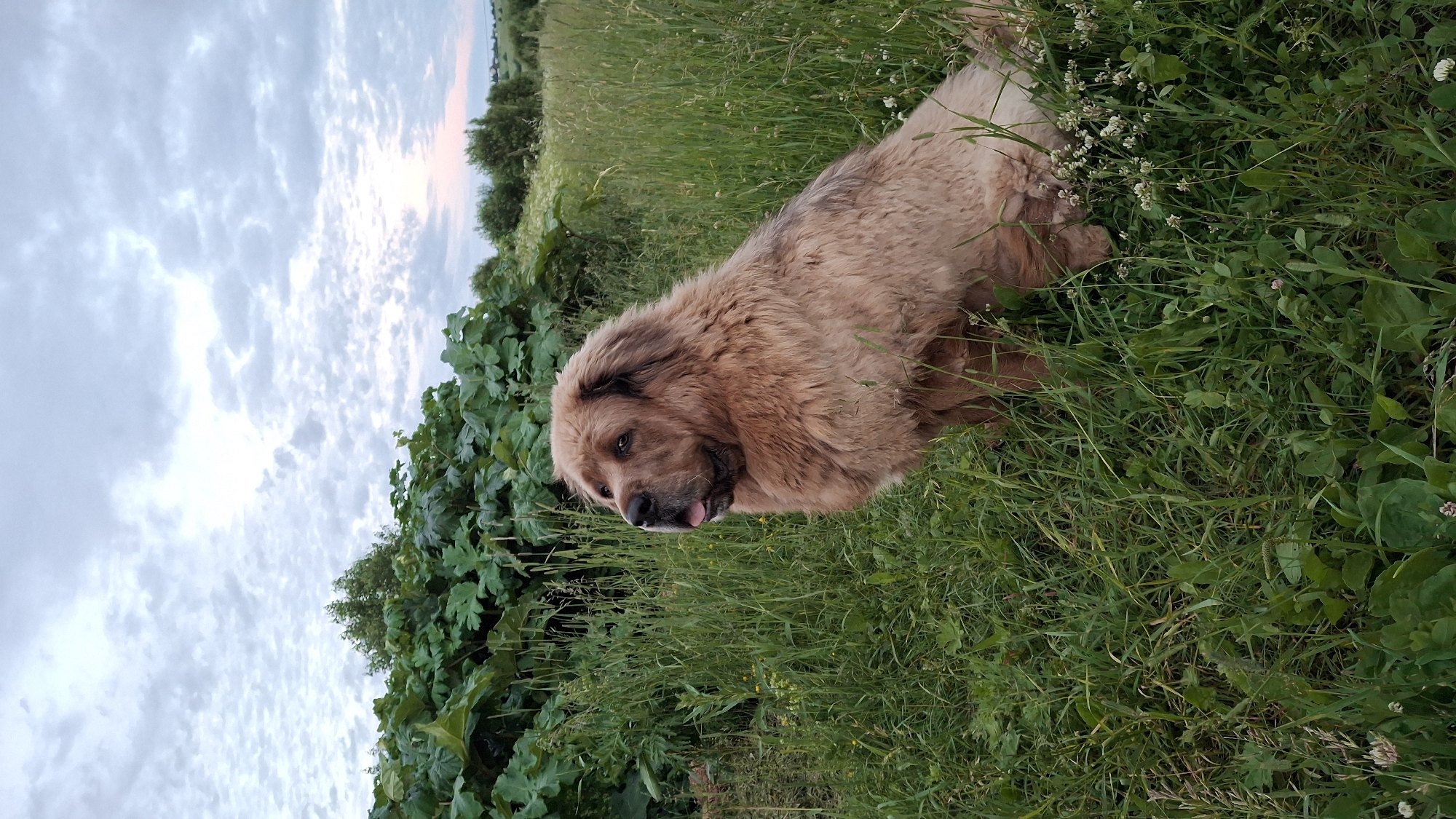 A large, fluffy, light brown dog with its tongue slightly out sits in a grassy field. The dog is facing to the left, with its head turned to look upwards and to the left. Behind the dog is a dense growth of large green leaves, possibly from a plant like burdock. Further in the background, there are trees and shrubs, and the sky is overcast with scattered clouds. The scene appears to be in an outdoor, rural setting. The image was taken in the city of Kempelevo, Russia.