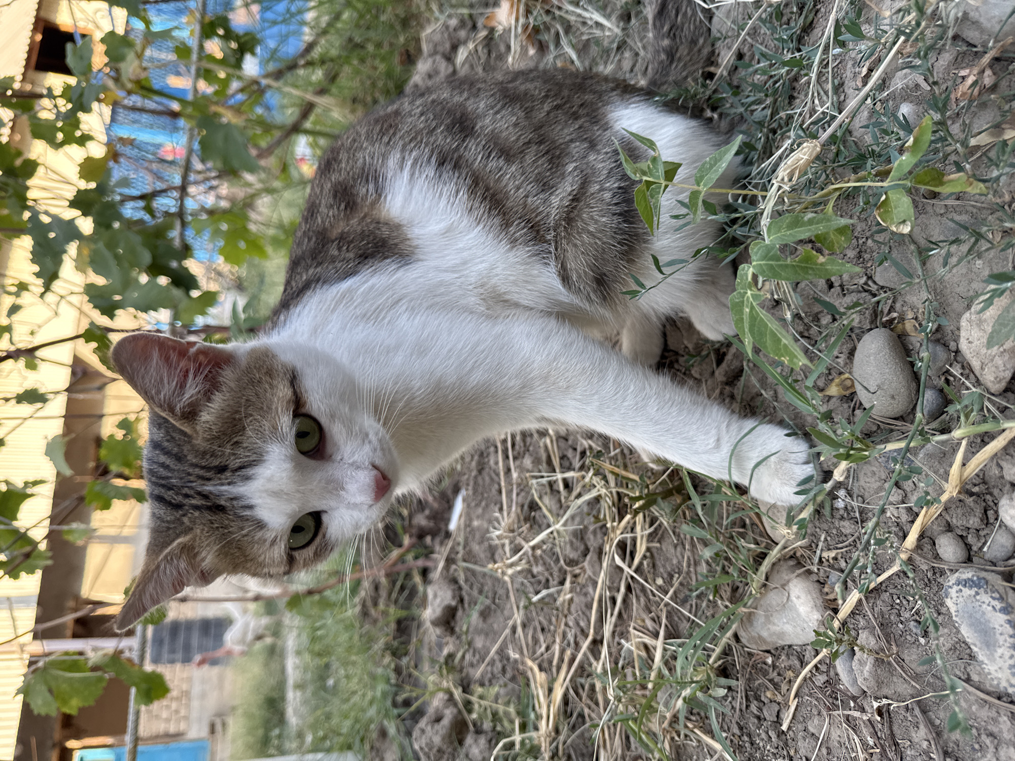 An adult, short-haired domestic cat with white, gray, and brown tabby markings sits on dry, cracked dirt, amidst sparse green vegetation and dried grasses. The cat's fur is predominantly white on its chest and legs, with gray and brown tabby patterns on its back and head. Its eyes are a striking green, and its ears are pointed. The background is blurred, showing a building with a corrugated metal roof, some fencing, and green foliage. The overall scene suggests an outdoor, possibly rural or semi-urban, environment. There are no people or other discernible animals in the immediate vicinity of the cat.