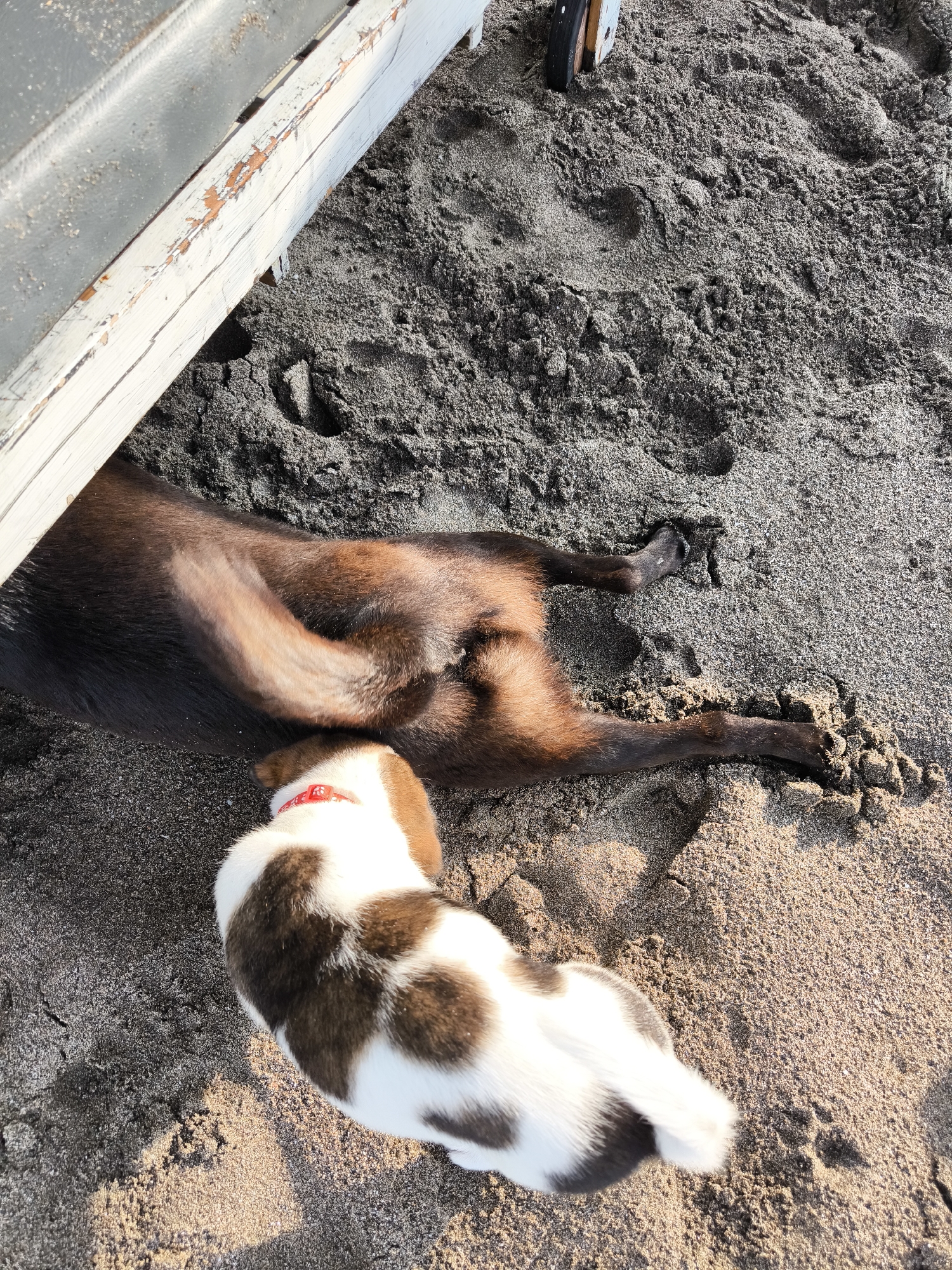 In Tibubeneng, Indonesia, the scene depicts two dogs on a sandy surface, possibly a beach. A light-colored wooden structure is positioned at the top left of the frame. The first dog, which is lying on the sand under the structure, is mostly brown, with darker fur extending from its body and legs. The second dog is smaller, primarily white with brown patches, and wears a red collar. The puppy is positioned near the back of the other dog, potentially interacting. The sand varies in color, ranging from dark gray to tan, indicating different moisture levels.