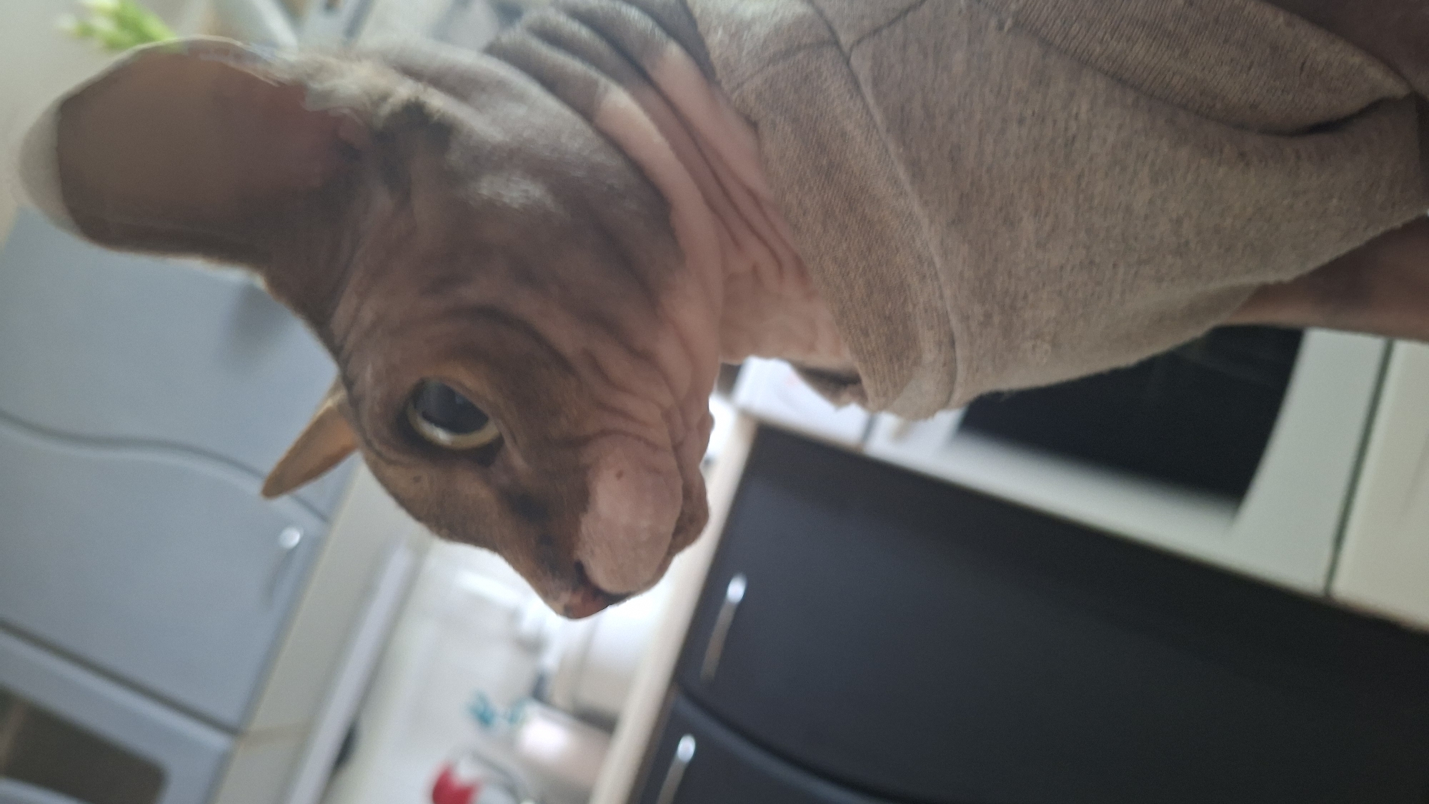 A close-up, side profile of a hairless cat wearing a beige sweatshirt. The cat's large, light brown eyes are looking to the left. Its skin is wrinkled, and it has prominent ears. The background is blurred and appears to be a kitchen, with cabinets and appliances visible. The lighting is artificial and overhead. The image is taken from a low angle.