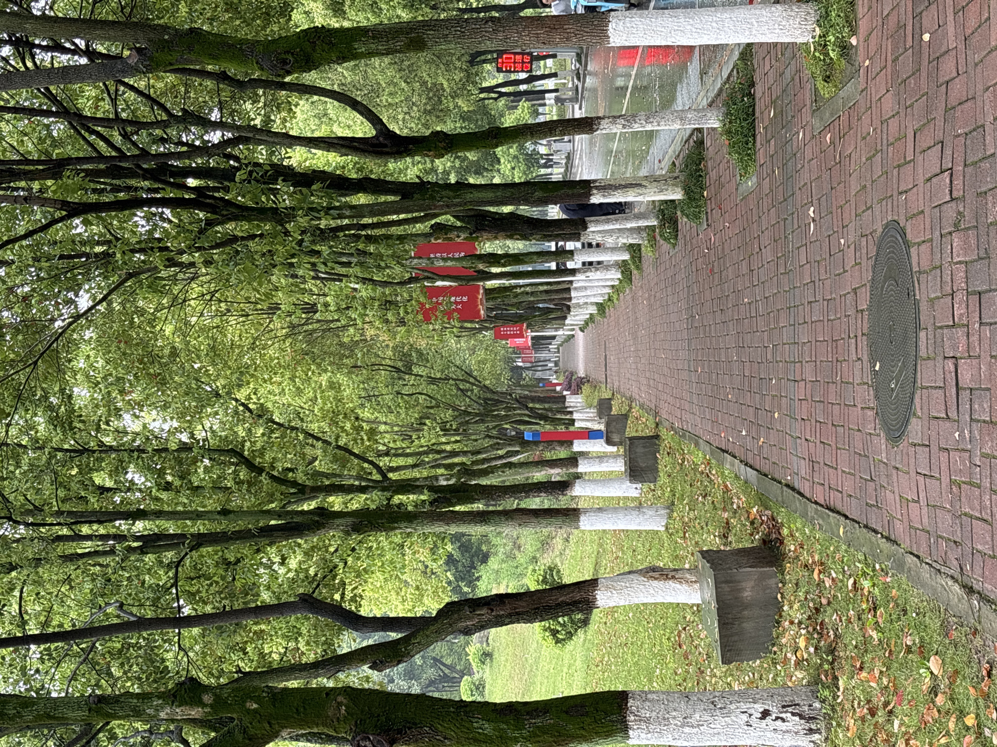A ground-level, angled perspective shows an avenue with a brick-paved walkway lined with trees, typical of urban areas. The trees, marked with white paint on their lower trunks, form a canopy over the walkway and grassy areas to the sides. Red and blue rectangular signs are visible on the trees, possibly for decoration or identification. The walkway is constructed of reddish-brown bricks, and a round manhole cover is visible. Beyond the trees and walkway, a road with wet surfaces or puddles is seen, with red lights indicating traffic. The scene is consistent with a cityscape, possibly located in Jiangjin, China. No people are clearly visible in the frame. The environment suggests a rainy or recently rained-on day.