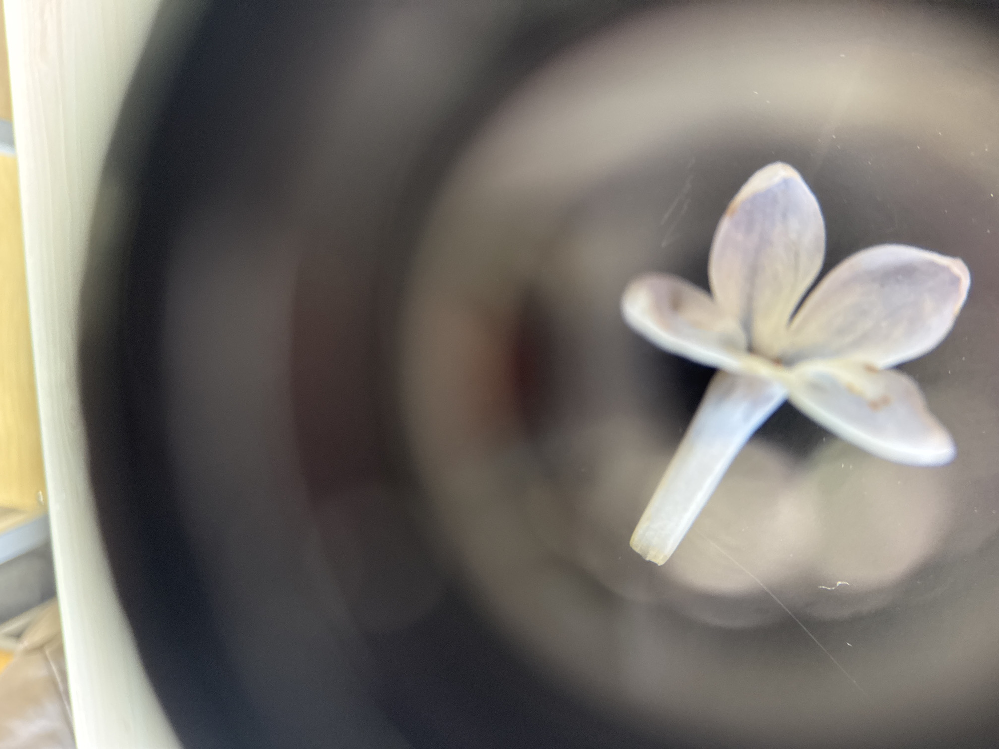 A single, five-petaled lilac flower rests in the bottom of a black mug or cup. The flower is pale lavender or white in color. The background is a blurred gradient from black to lighter grey tones, suggesting the interior of the cup. Part of a white and yellow object or surface appears in the top left corner of the frame. There is no evidence to suggest the location is Chaikovsky, Russia.
