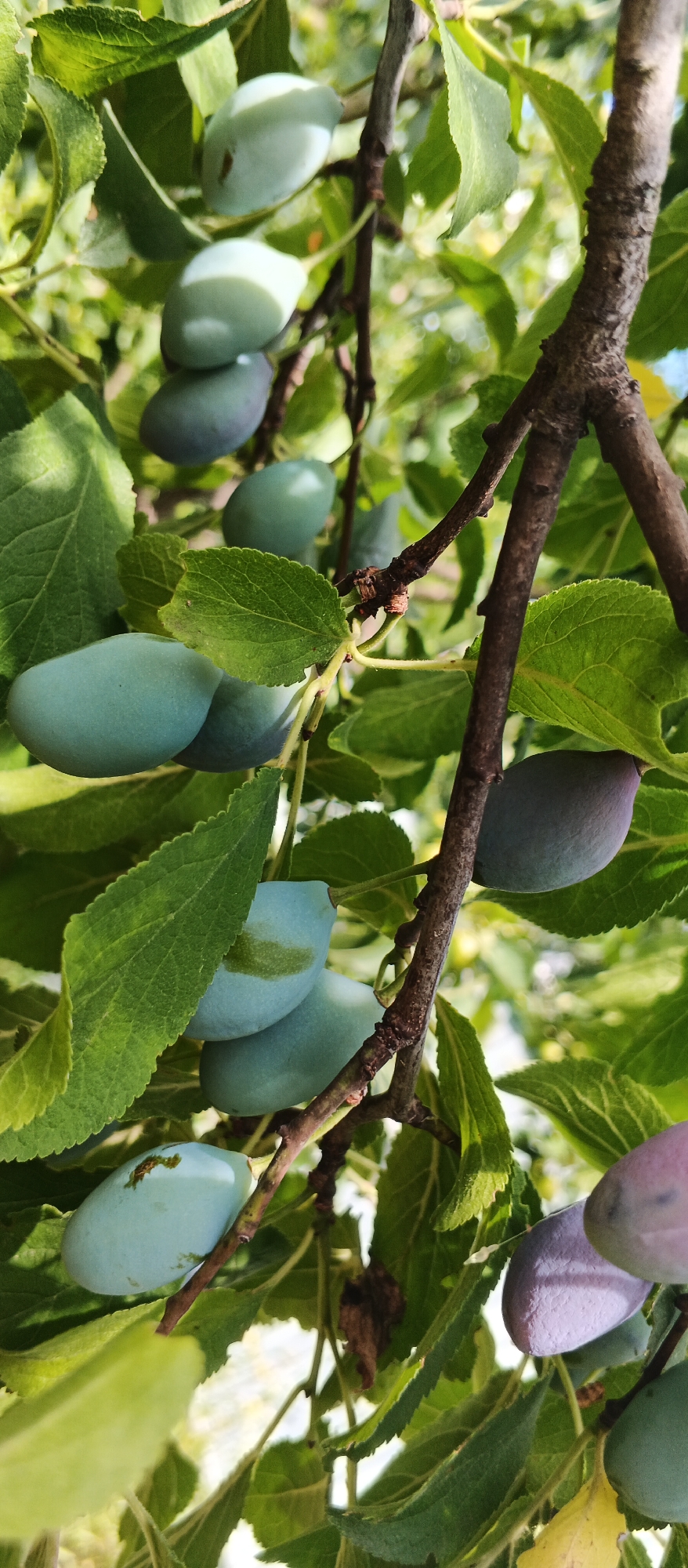 A close-up, vertical shot captures unripe plums hanging from a tree branch, amidst green leaves. The plums are primarily a pale, bluish-green color, with some showing hints of purple. The branch itself is rough and brown, with smaller twigs extending from it. Sunlight filters through the foliage, creating highlights and shadows on the plums and leaves. The background is a soft blur of more greenery and hints of sunlight. The scene is set outdoors in a natural environment, likely a garden or orchard, with the city of Popivka, Ukraine, being the context. There are no people visible in the image.