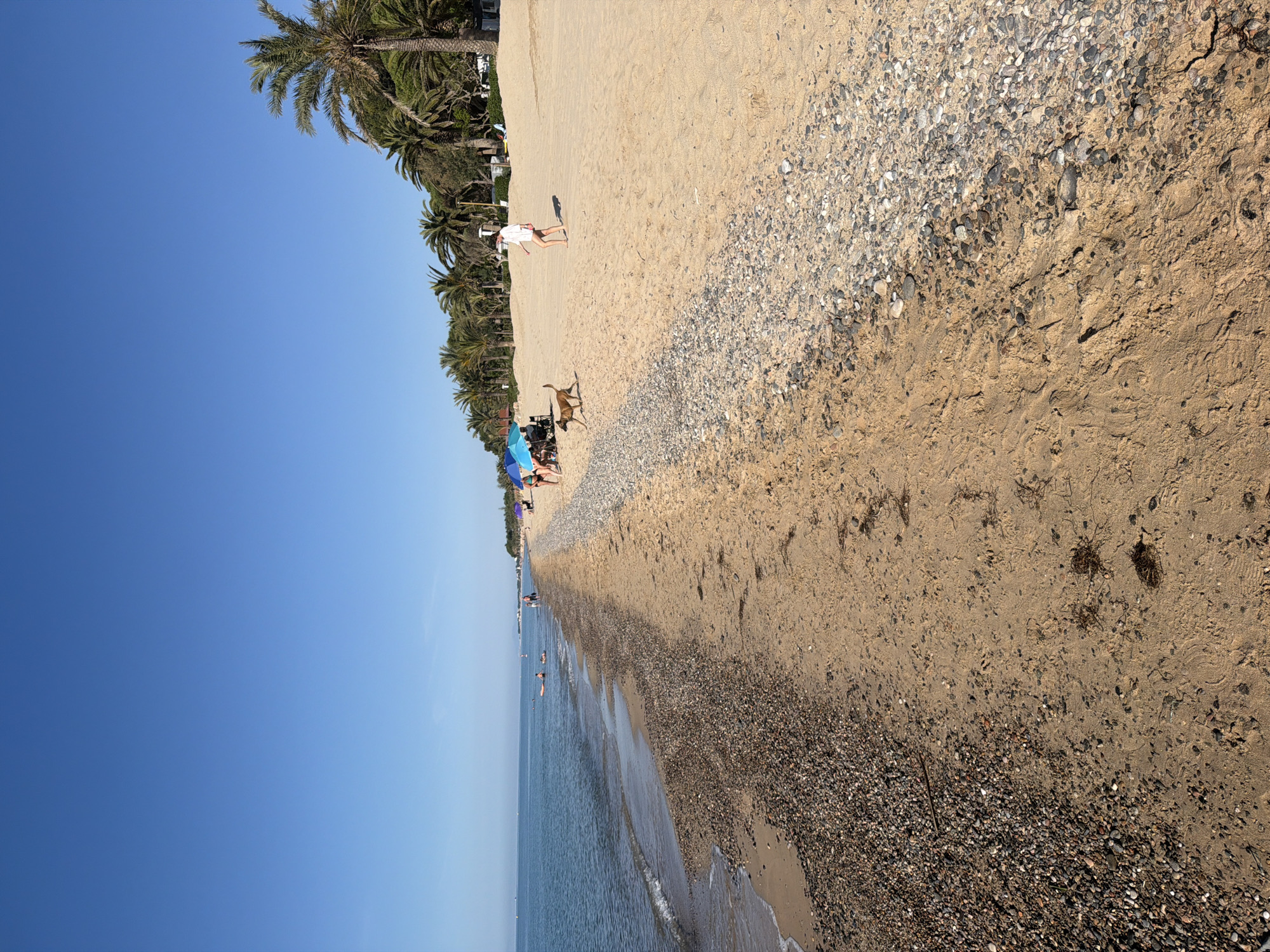 The image depicts a beach scene in Mont-roig del Camp, Spain. The sky is clear and blue. The beach is divided into sandy and pebbly sections. The sea is calm, with gentle waves.
Along the shoreline, people are present, some swimming, some under umbrellas, and others walking on the sand. A dog is running on the beach. There are trees, including palm trees, lining the edge of the beach.