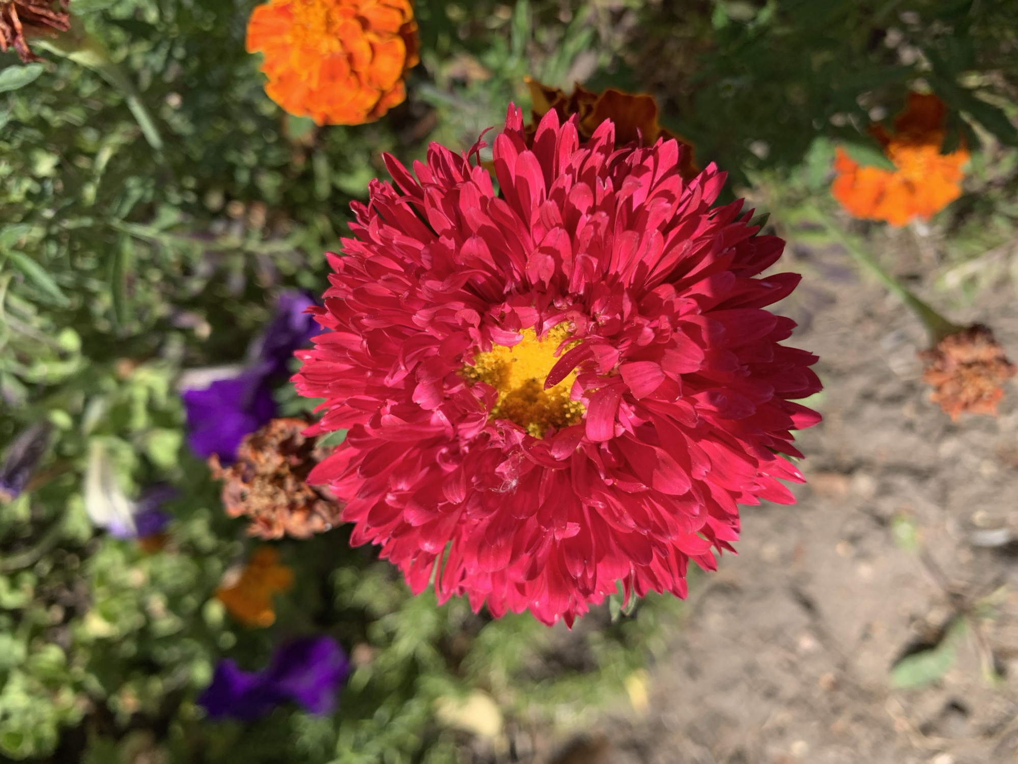 An extreme close-up shot focuses on a vibrant pink flower with a bright yellow center. The flower's petals are dense and layered, creating a full, almost spherical bloom. In the blurred background, other flowers and foliage are visible in various colors, including orange, purple, and dried brown blossoms. The ground beneath is composed of loose soil and small pebbles. The scene appears to be outdoors, possibly in a garden. The lighting suggests it is daytime, with sunlight casting shadows and highlighting the textures of the flower petals. The location is identified as the city of Kapyĺ, Belarus.