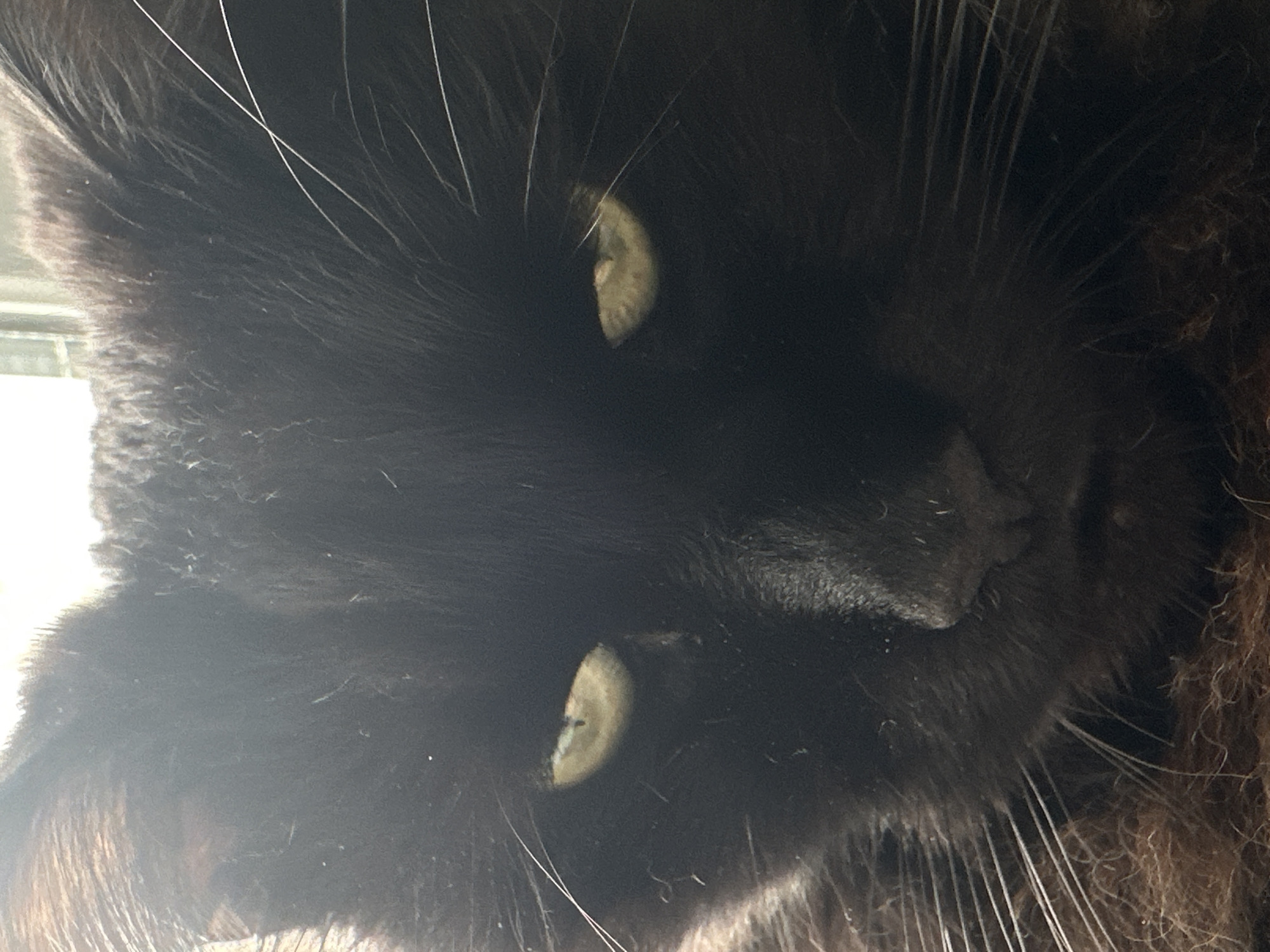 A close-up, high-angle shot depicts a black cat's face. Its eyes are a yellowish-green, and several white whiskers are visible around its nose and face. The lighting is slightly overexposed, particularly on the left side of the image. The environment is not identifiable, and there is no indication of Chaikovsky, Russia.