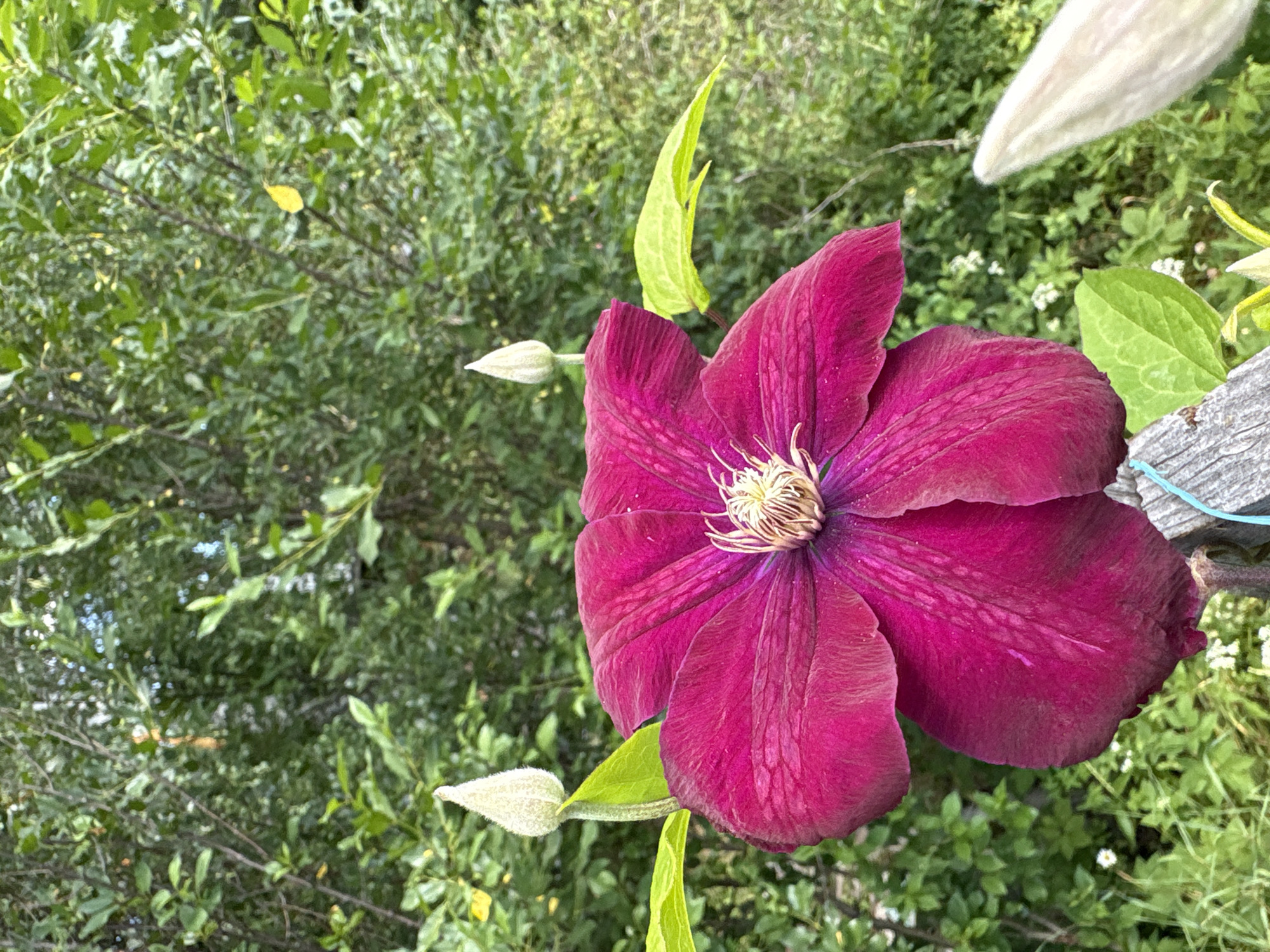 A close-up, eye-level, vertical shot captures a vibrant magenta clematis flower in full bloom, dominating the foreground. The flower's petals are wide and slightly ruffled, with delicate white stamens clustered at its center. To the left of the main flower, a pale green leaf arches upwards, and a fuzzy, pale green clematis bud stands tall. Another similar bud is visible to the right, peeking from behind the main bloom. The background consists of a lush, green foliage of trees and shrubs, indicative of a natural, outdoor setting. A weathered wooden post, tied with a thin blue string, is visible along the bottom right edge of the frame, partially obscured by the flower and foliage. The image was taken in or near the city of Dubrovino, Russia.