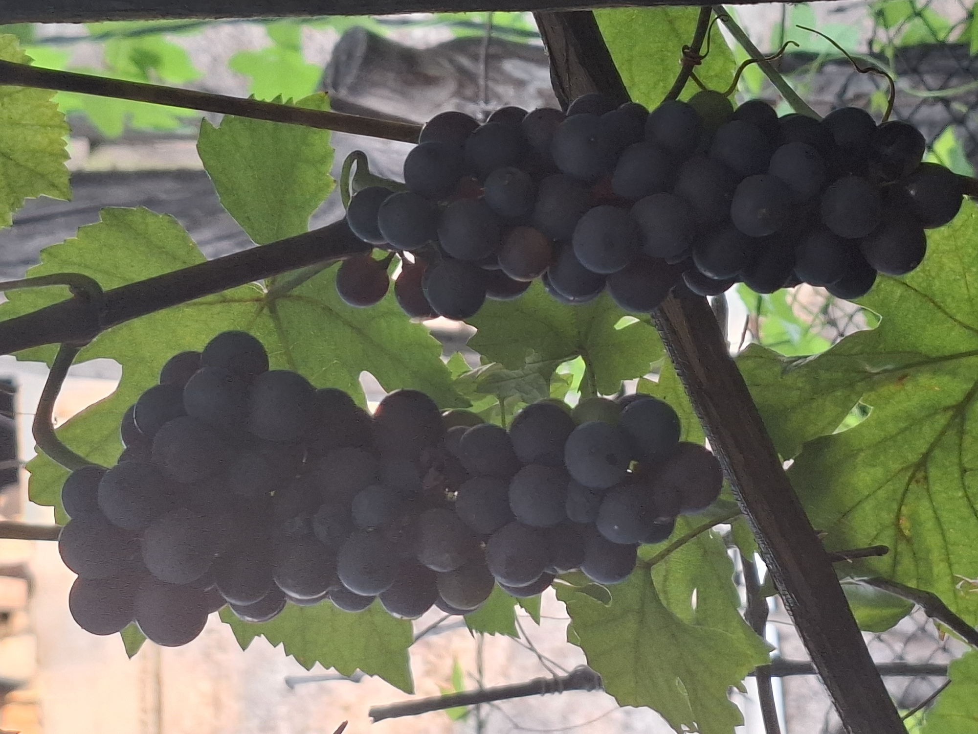 Two bunches of dark purple grapes hang from a vine, surrounded by green leaves. The grapes are plump and appear ripe. The vine is growing on a wooden trellis, partially obscured by the foliage. In the background, a blurred fence and some indistinct structures suggest an outdoor setting, possibly a garden or vineyard. The image does not contain enough detail to determine a specific location within Almaty, Kazakhstan.