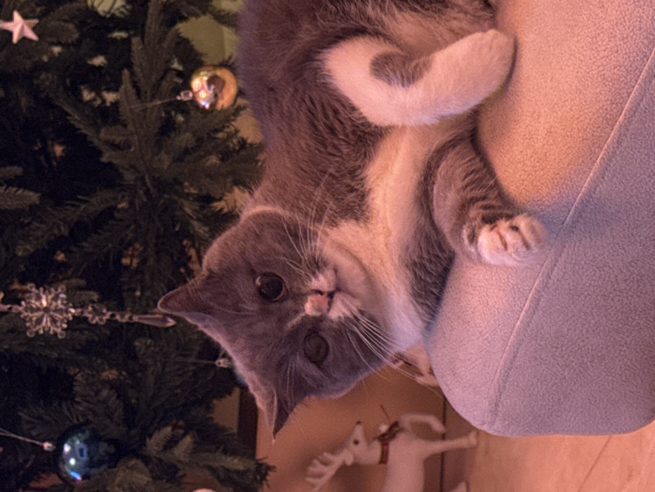 A gray and white cat lies on a light purple surface next to a Christmas tree. The cat faces the viewer with wide, dark eyes and a small pink nose. One white paw rests on the purple surface, while the tail curls up. The tree is decorated with silver and gold ornaments and a star on top. A white reindeer figurine is visible below the cat.