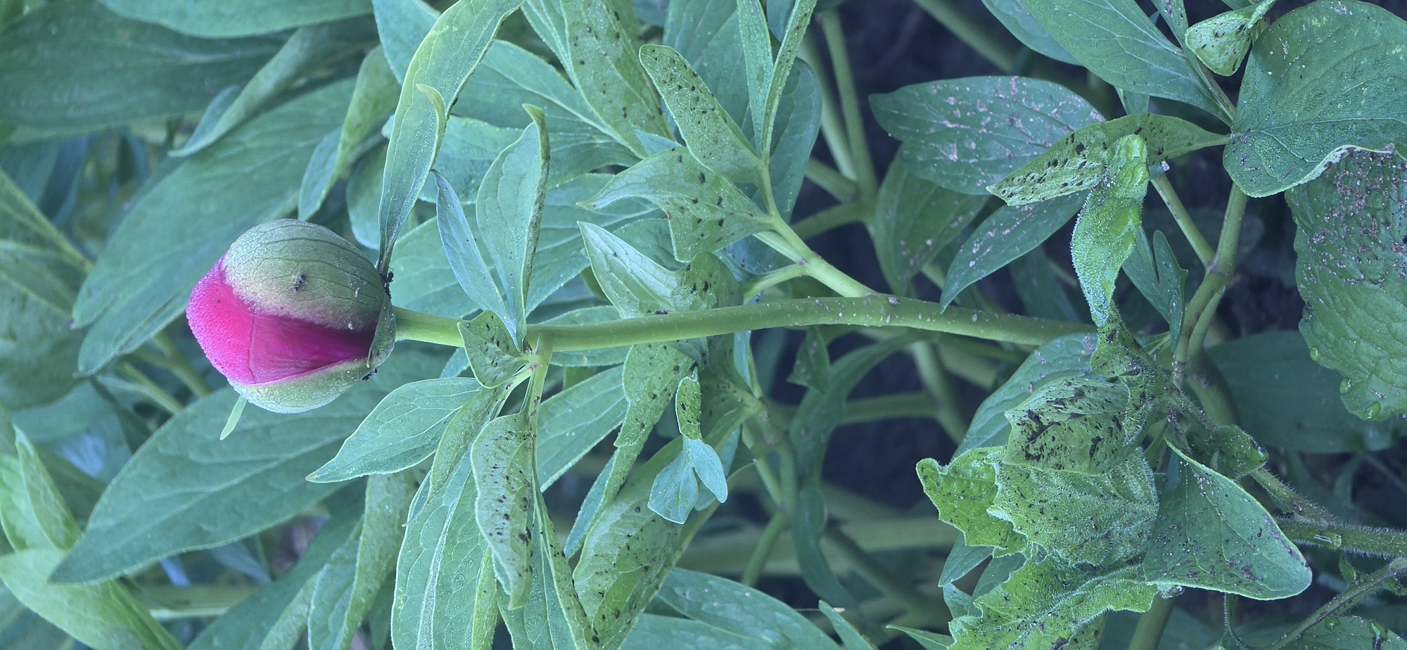 A close-up shows a peony plant, featuring a closed bud with a pink interior beginning to show. The foliage surrounding the bud exhibits signs of insect infestation, with numerous small dark spots and blemishes covering the leaves and stem. The leaves appear to be a light green color. The setting suggests an outdoor garden. There is no evidence to suggest the specific location of Rudozem, Bulgaria.