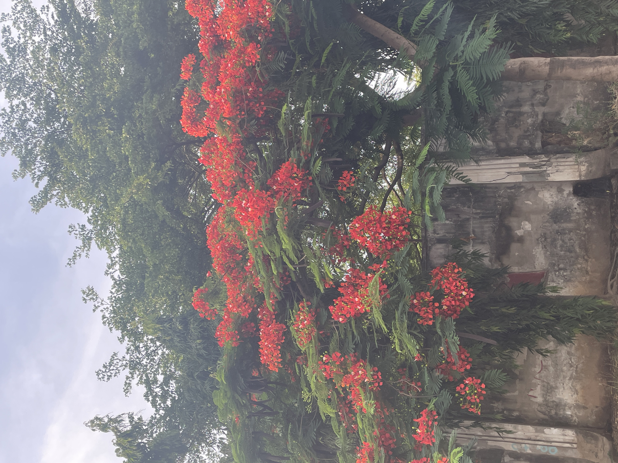 A medium-angle, outdoor shot shows a red-flowered tree set against a weathered building and cloudy sky. The tree's red blossoms are grouped in clusters amidst dark green, fern-like leaves. To the left of the red-flowered tree, another tree with dense green foliage is visible. The building is made of concrete and is stained by age and weather. The sky is pale and overcast. The image's location is Akwanga, Nigeria.