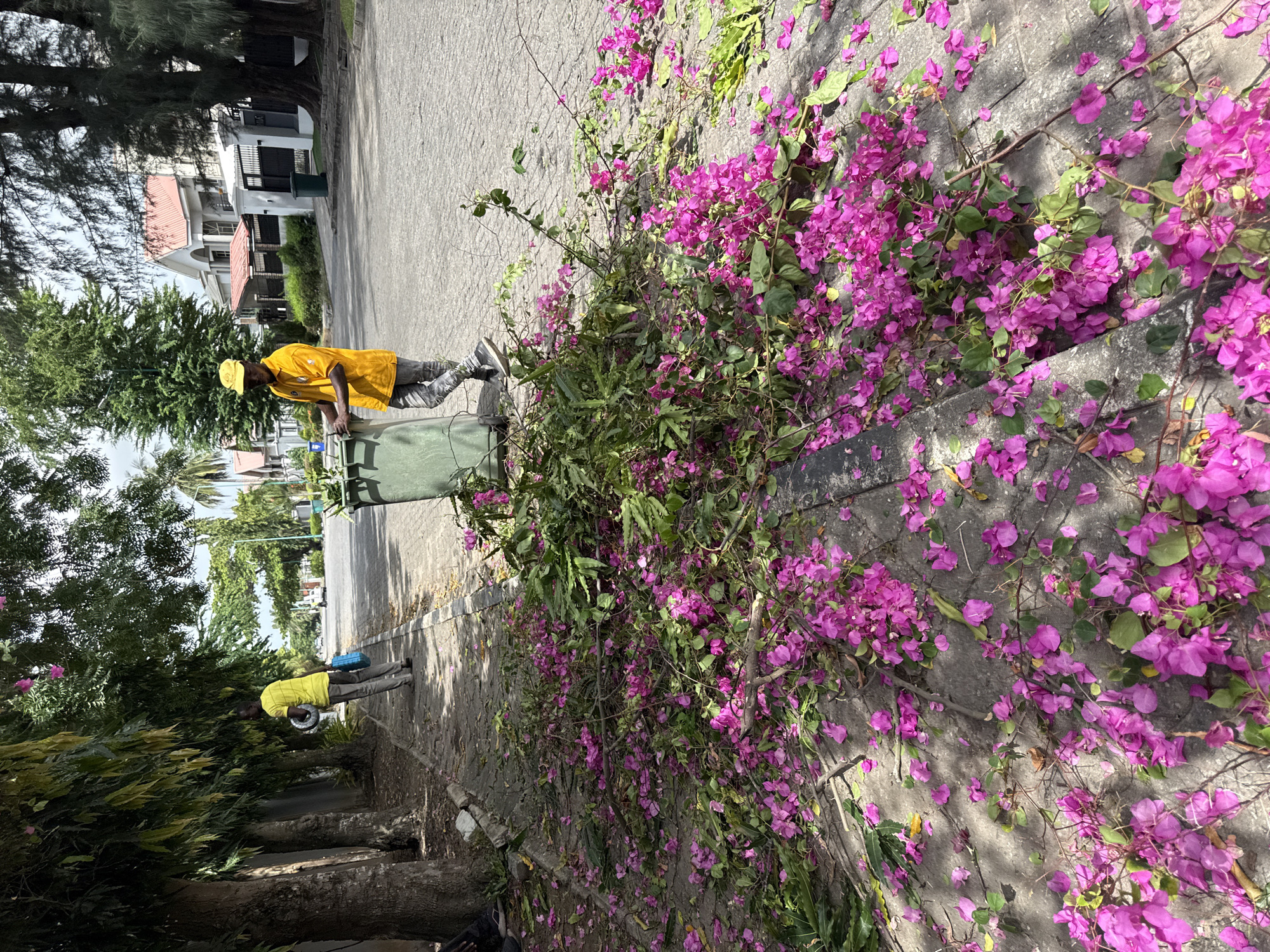 This image captures a bright daytime scene of a paved street or pathway in a residential area, consistent with a tropical environment like Lekki, Nigeria. The photograph is oriented vertically, showing the ground and street extending into the distance, flanked by lush vegetation and buildings.
In the foreground, a person dressed in a bright yellow polo shirt, a matching yellow cap, grey trousers, and white-soled sneakers stands beside a large, dark green trash bin. This individual appears to be actively involved in street or garden maintenance, with their left hand positioned near the bin's opening. A small, indistinct logo is visible on the left chest of their shirt. A substantial quantity of vibrant purple bougainvillea flowers and green foliage, both growing from a bush and scattered across the concrete ground, suggests recent pruning or cleaning activity in the area.
Further down the street, a second individual, also clad in a yellow shirt and grey pants, is visible. This person is carrying a blue container on their back and holding a light-colored, coiled item, possibly a hose or a rope, indicating their involvement in similar outdoor work.
The setting features large, leafy trees lining the left side of the street, casting some shade. In the midground and background, residential buildings with white walls and distinctive red or brown tiled roofs can be seen. The ground is covered with concrete pavers. The sky appears bright, suggesting a clear or partly cloudy day. There is no clearly discernible text visible on any objects or clothing.